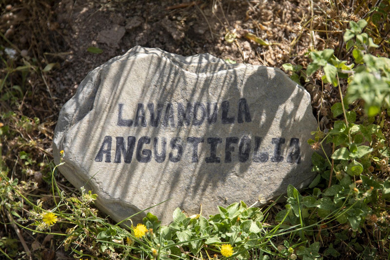 El jardin de lavandas en Benecid