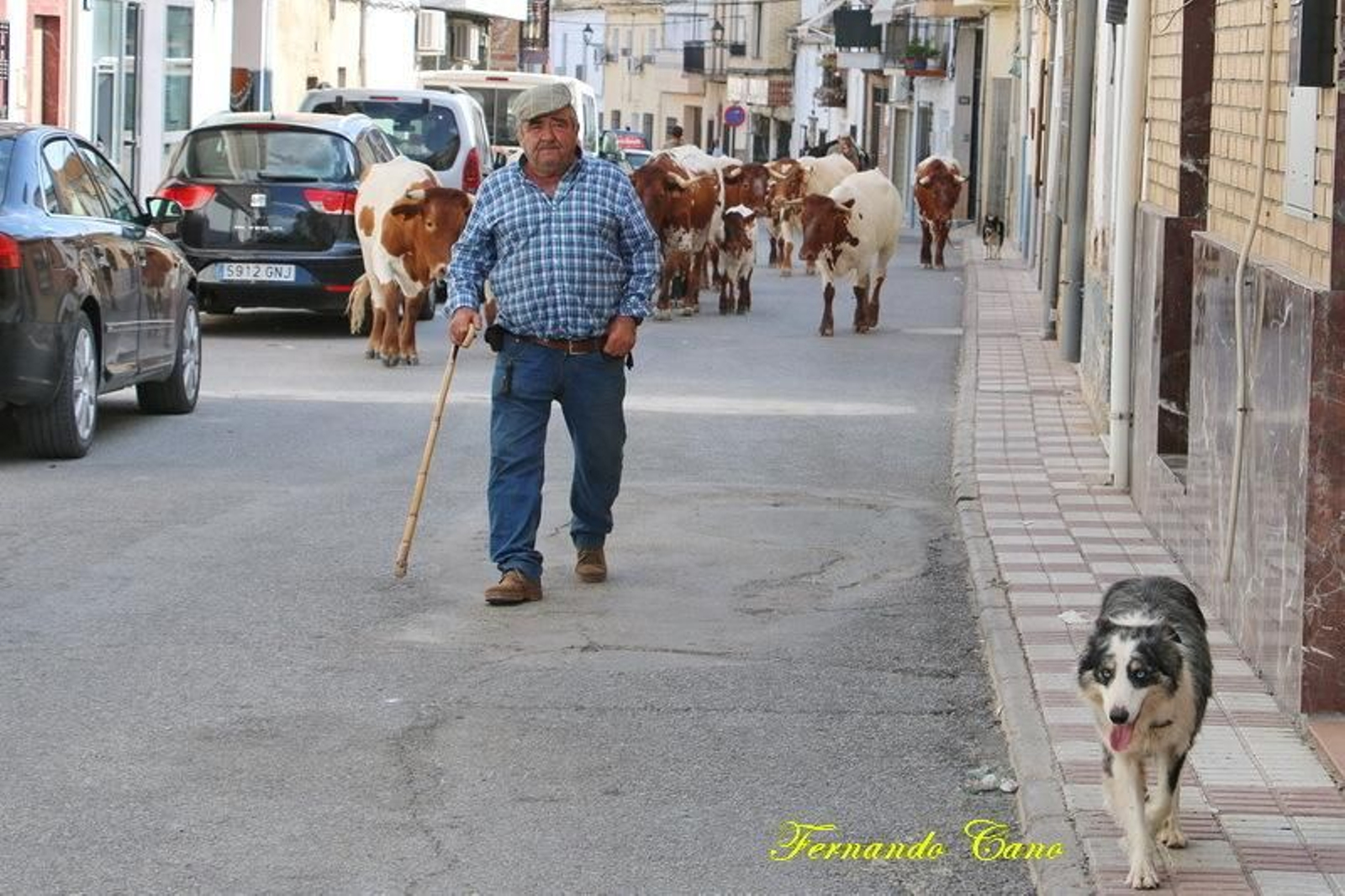 Las reses del ganadero Pablo Espinar hacen la trashumancia a su paso por Mogón.