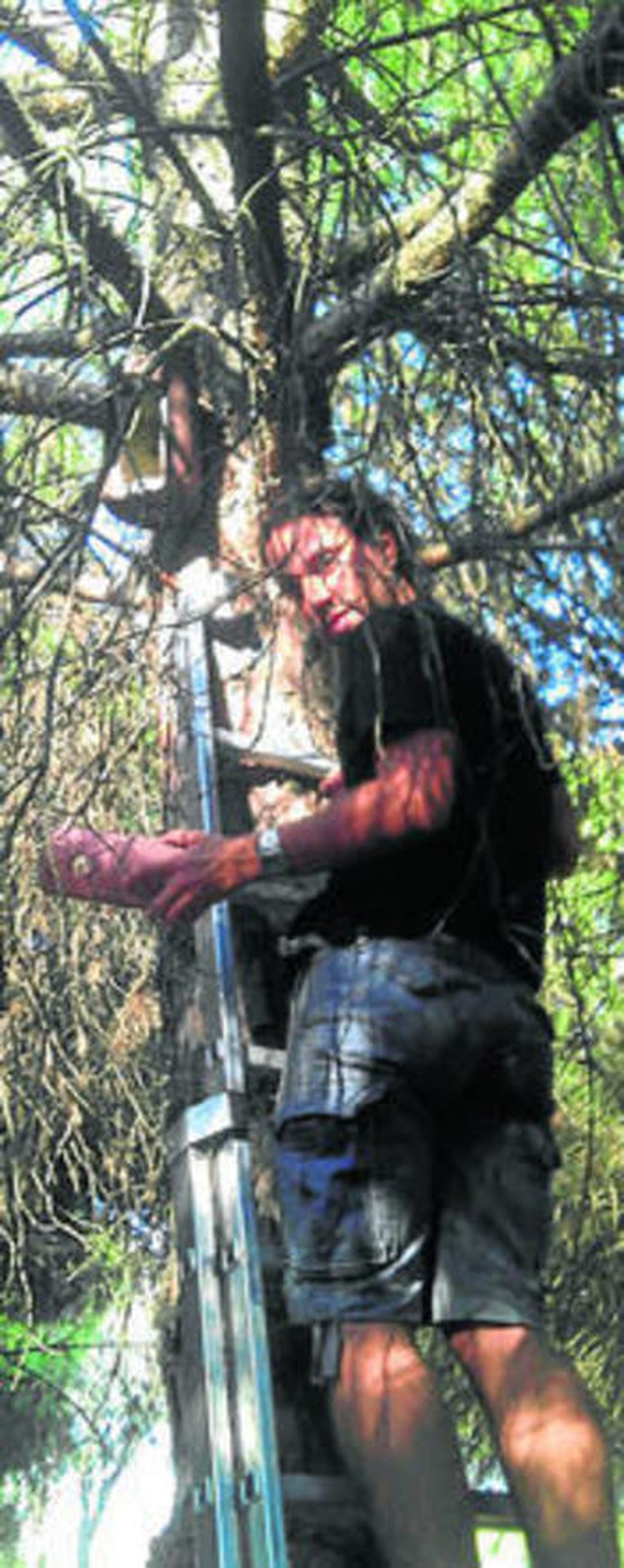 Rapaces contra palomas