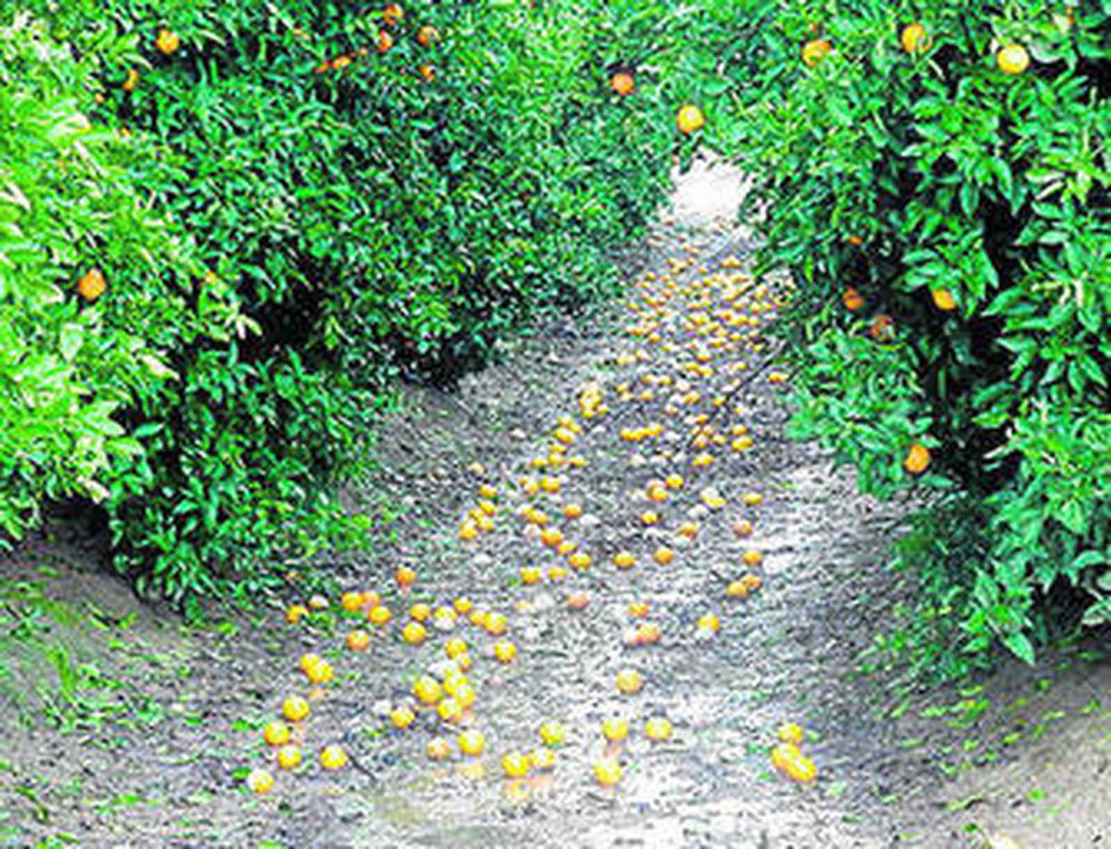 Plantación de cítricos en la provincia de Huelva.