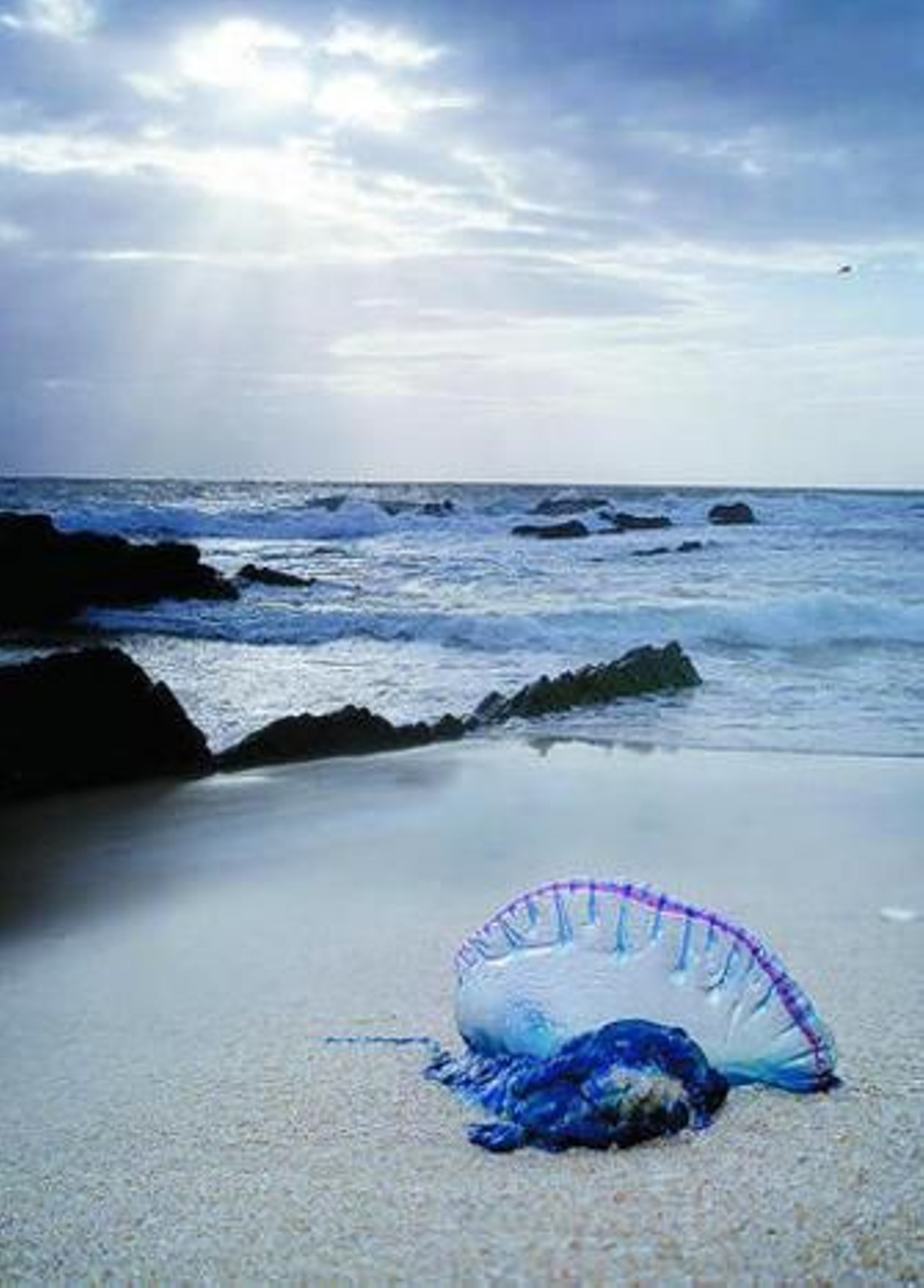 Ejemplar de Physalia Physalis, nombre científico de la carabela portuguesa.