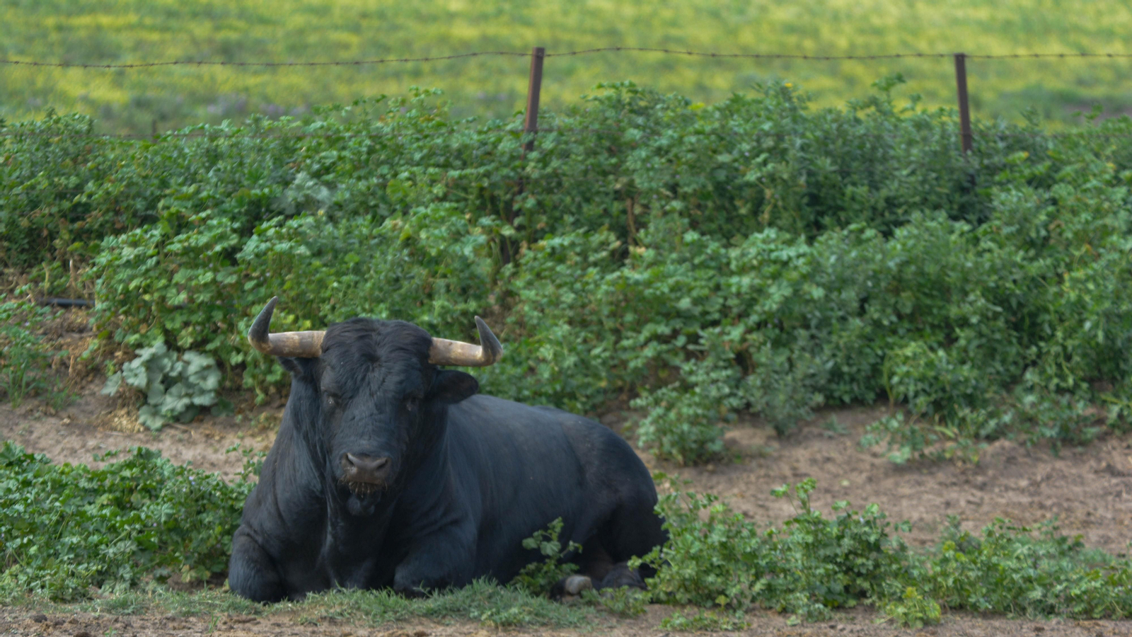 Finca La Palmosilla y la entrevista a Javier Nuñez