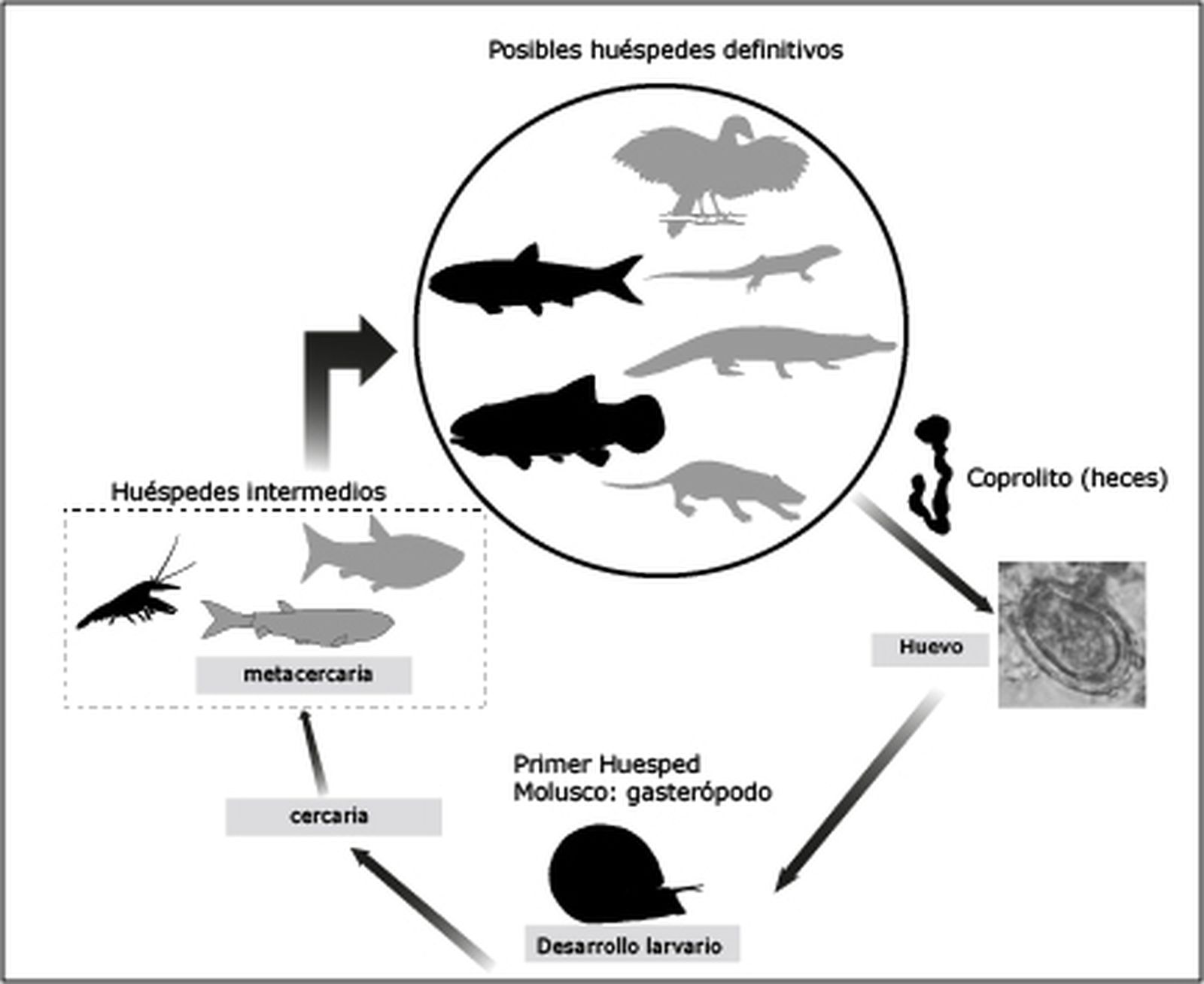 Esquema del posible ciclo de vida del trematodo encontrado en Las Hoyas.