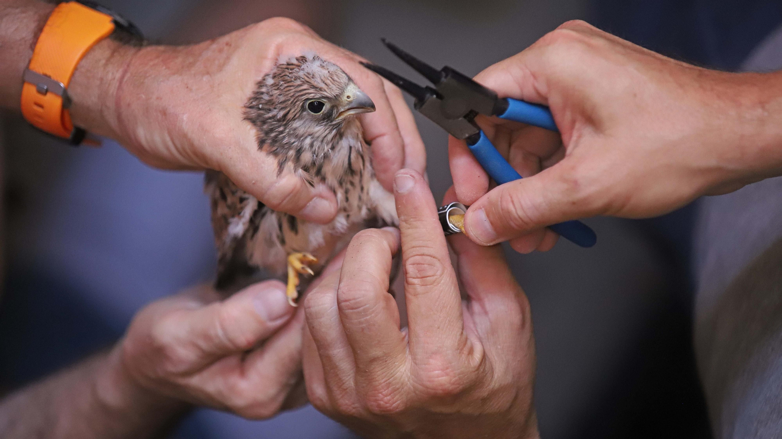 Anillamiento de cernícalos primilla del grupo Tumbabuey en Los Barrios