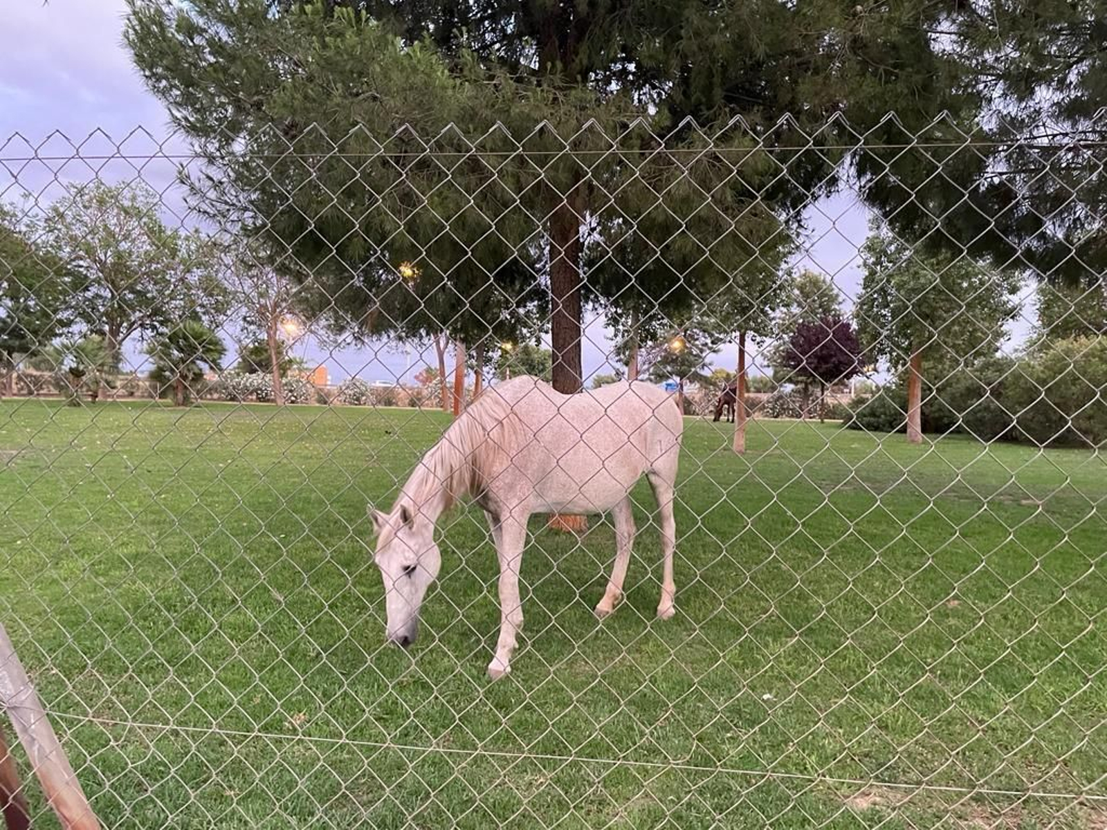 Caballos sueltos en el parque Vega de Triana de Sevilla