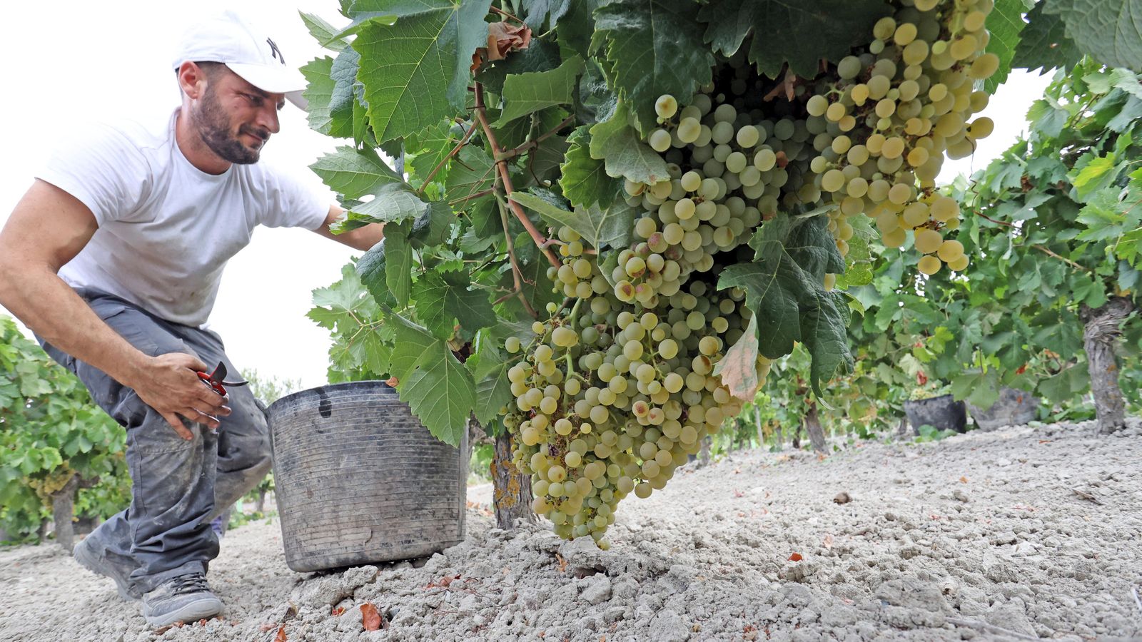 Vendimia a mano en la viña El Candelero.
