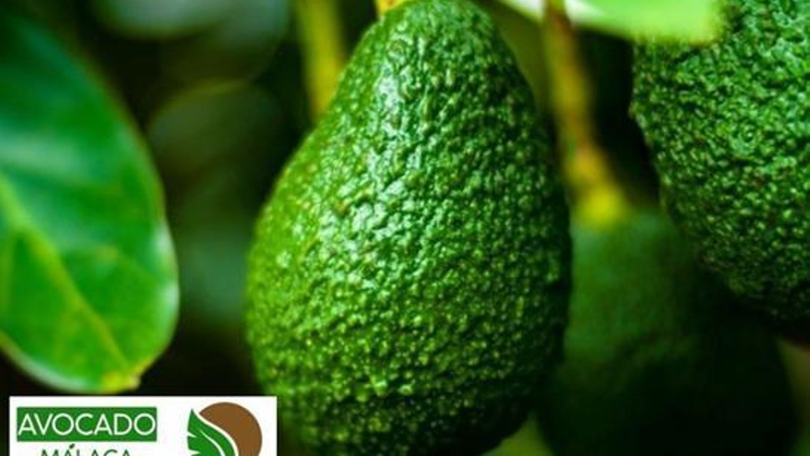 Aguacate español