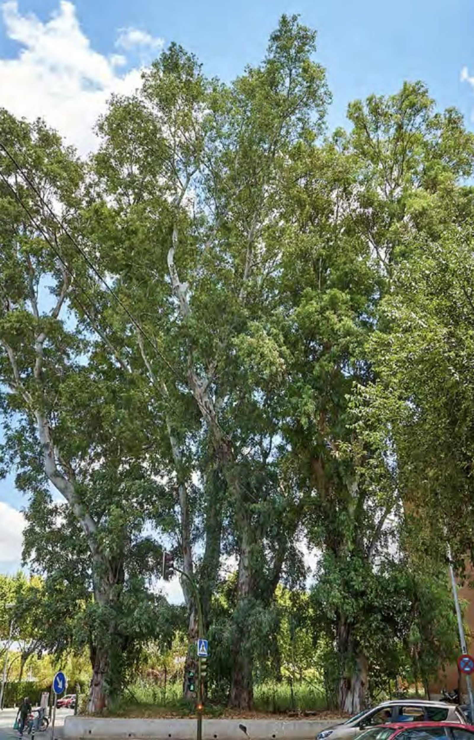 Los árboles más singulares del nuevo catálogo de Sevilla