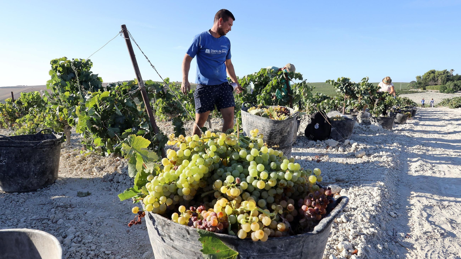 Vendimia a mano en la Viña El Caribe en Jerez