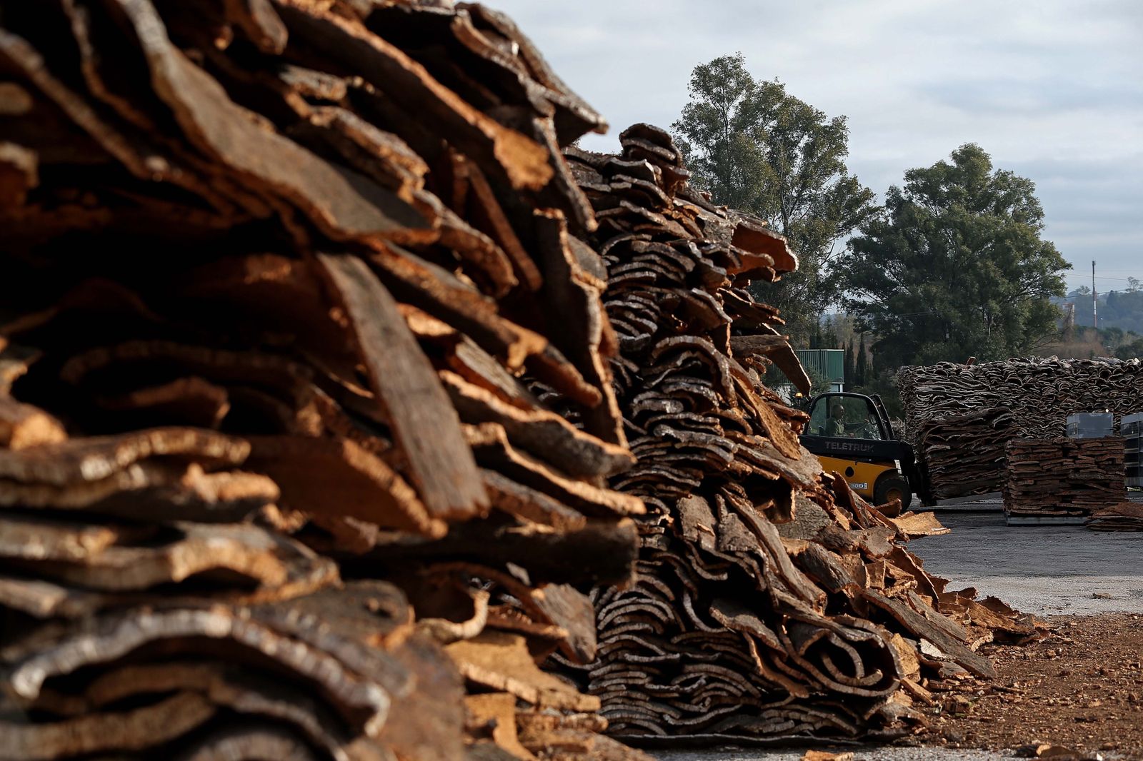 Descorche en la finca La Almoraima.