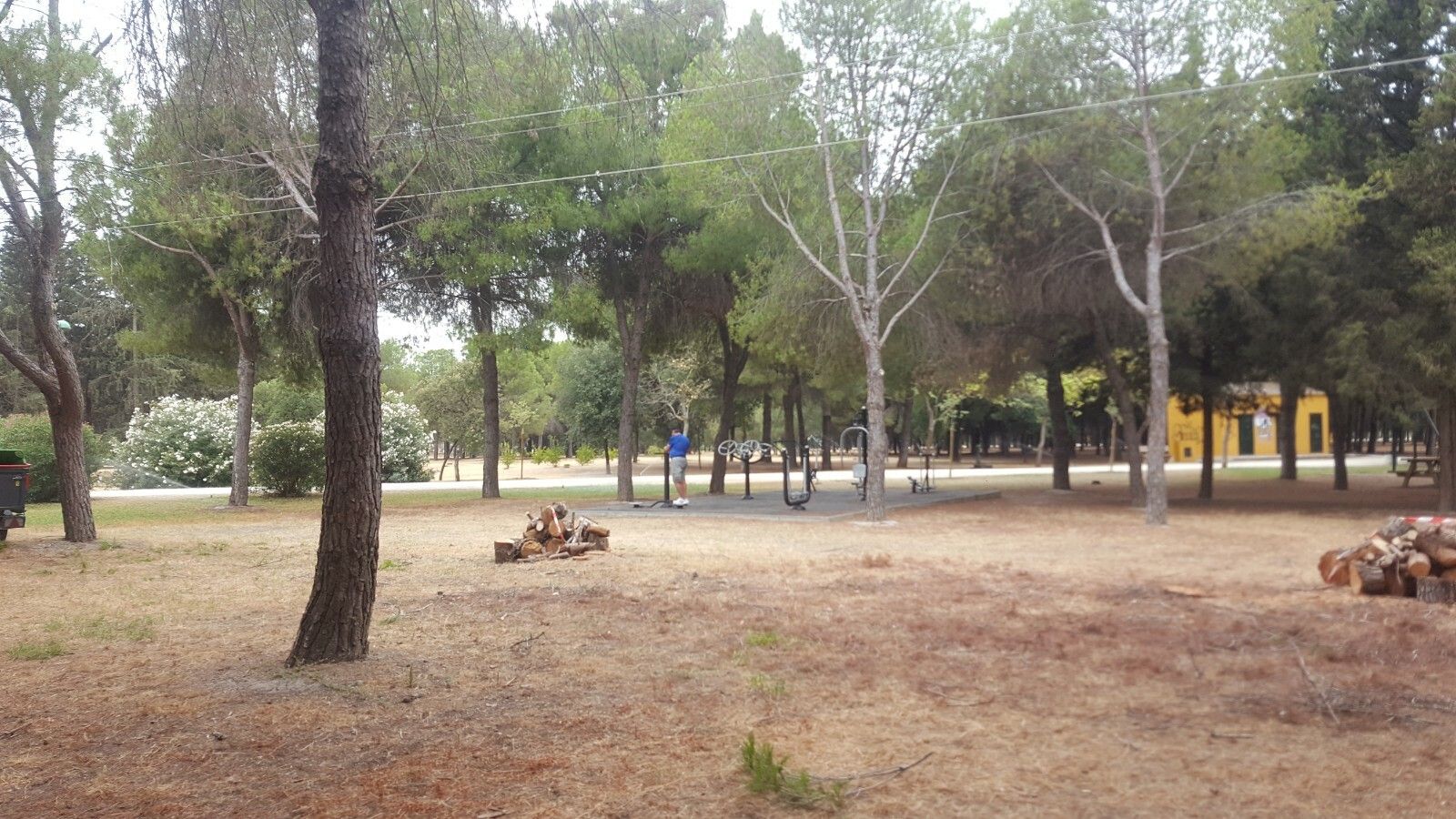 Aspecto que presenta el parque tras la tala de varios pinos.