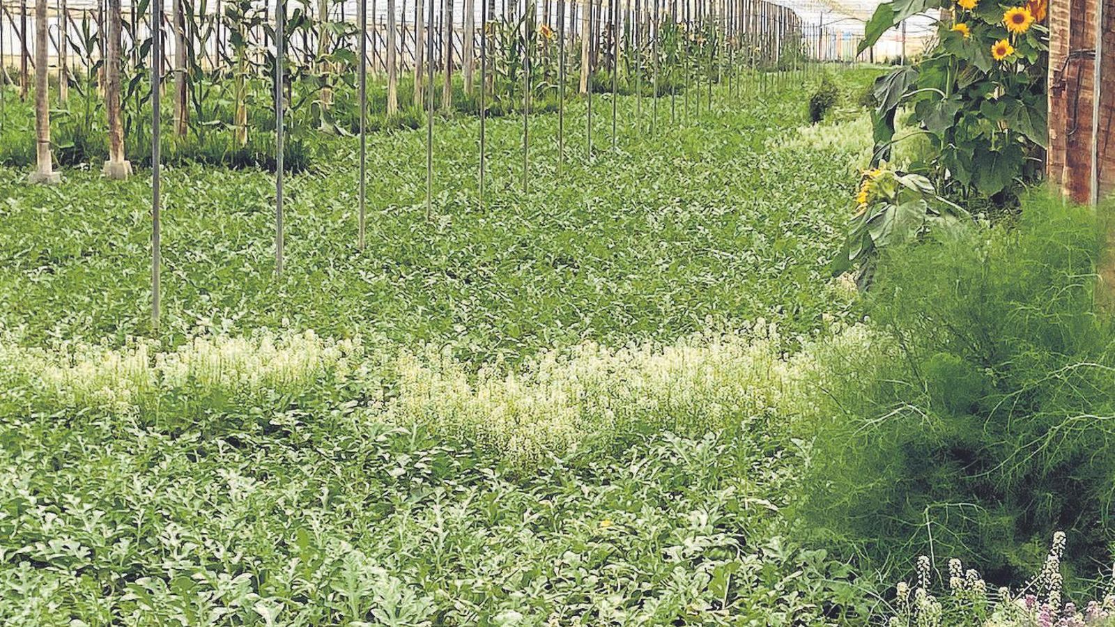 Finca demostrativa. Finca demostrativa.