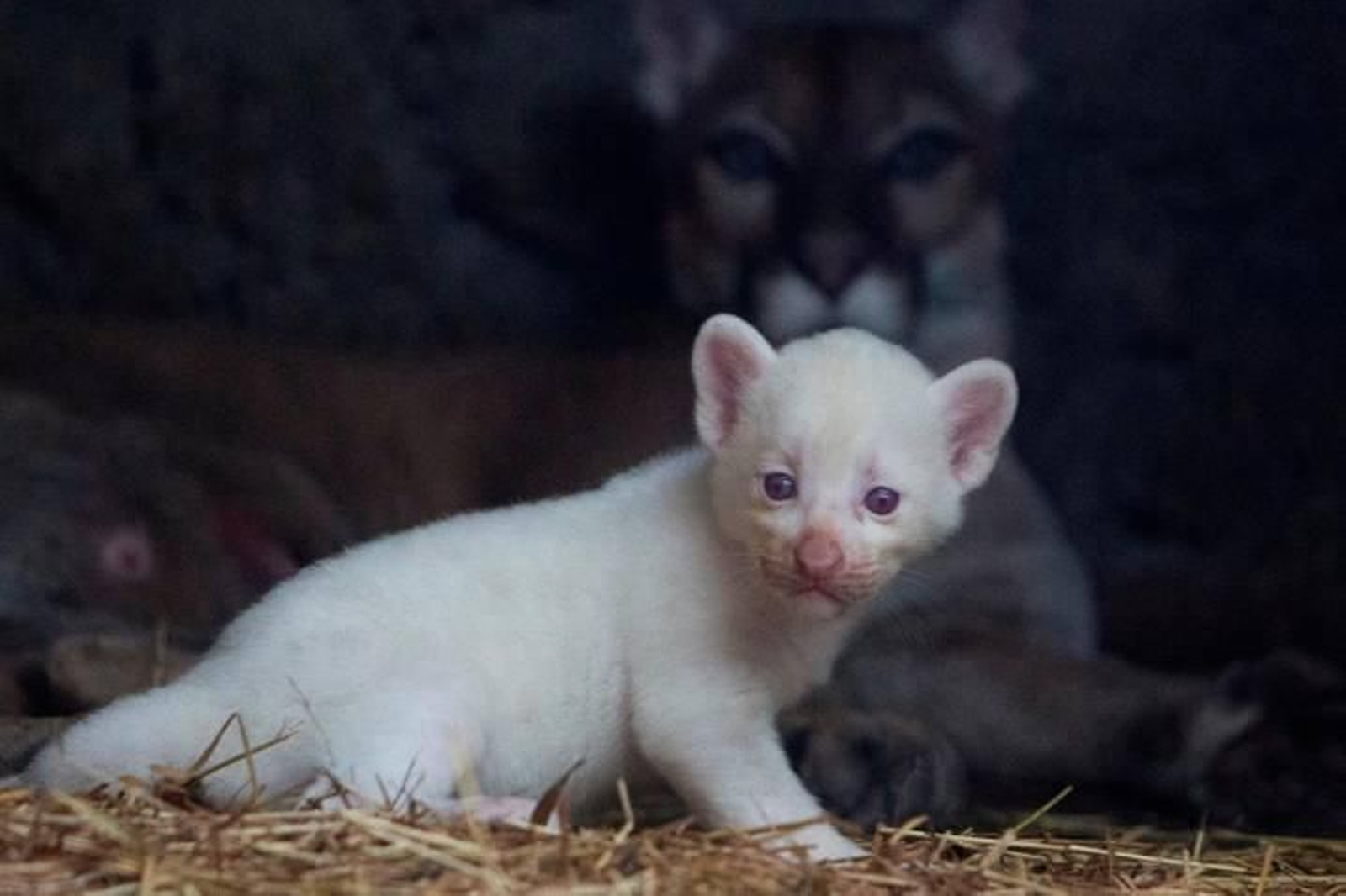 Nace el primer puma albino nacido en cautiverio en Nicaragua Nace el primer puma albino nacido en cautiverio en Nicaragua