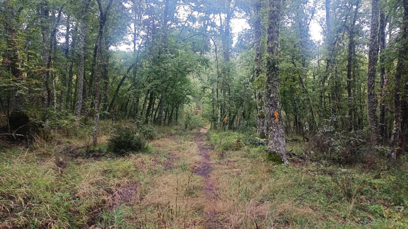 Tramo de bosque antes de Arlanza.