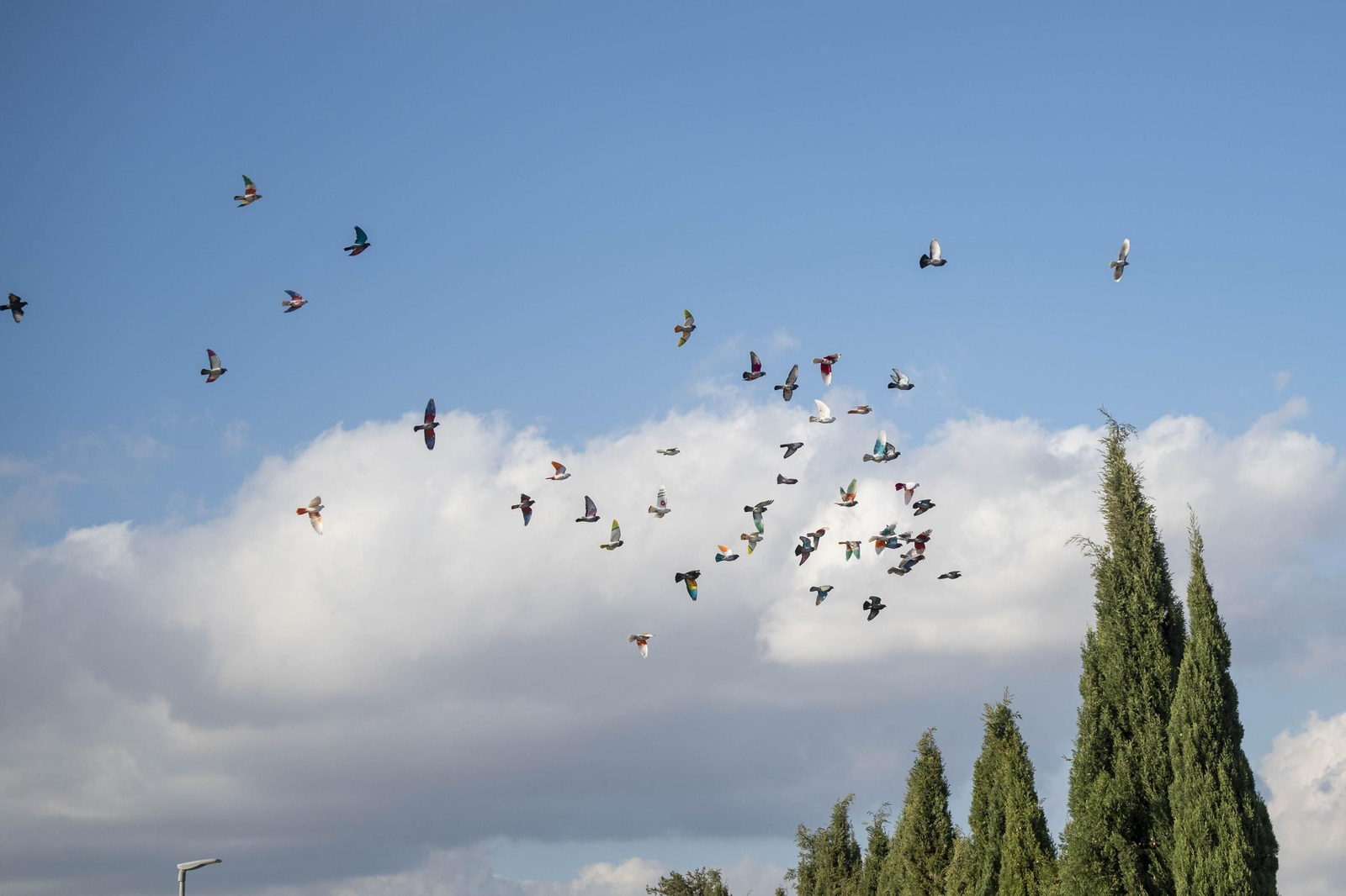 Las mejores imágenes de la suelta de palomos en la Feria de Albox