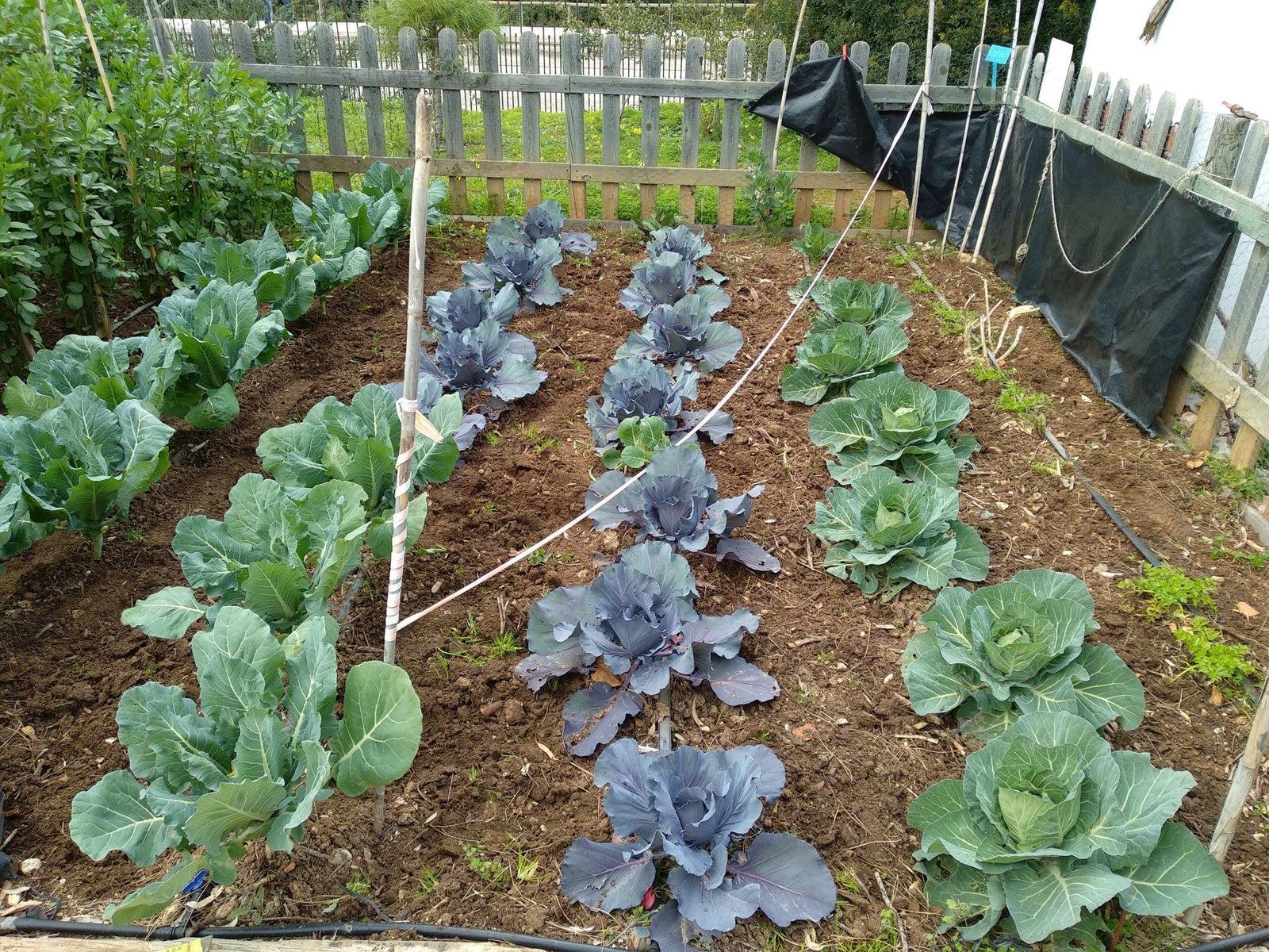 Una de las zonas de siembre de 'Huerto Real'