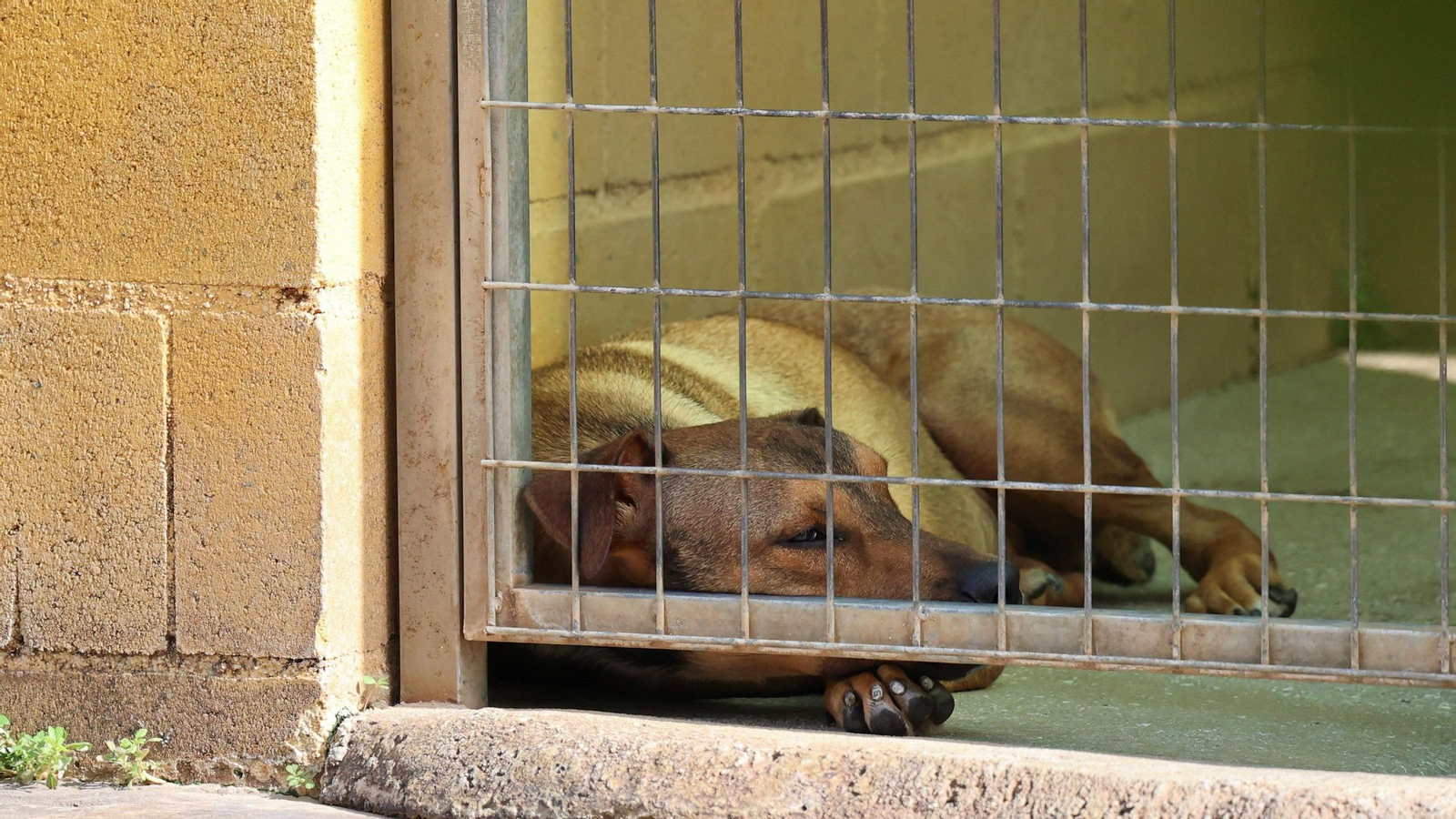 Los perros que buscan familia en la protectora de Animales de Málaga