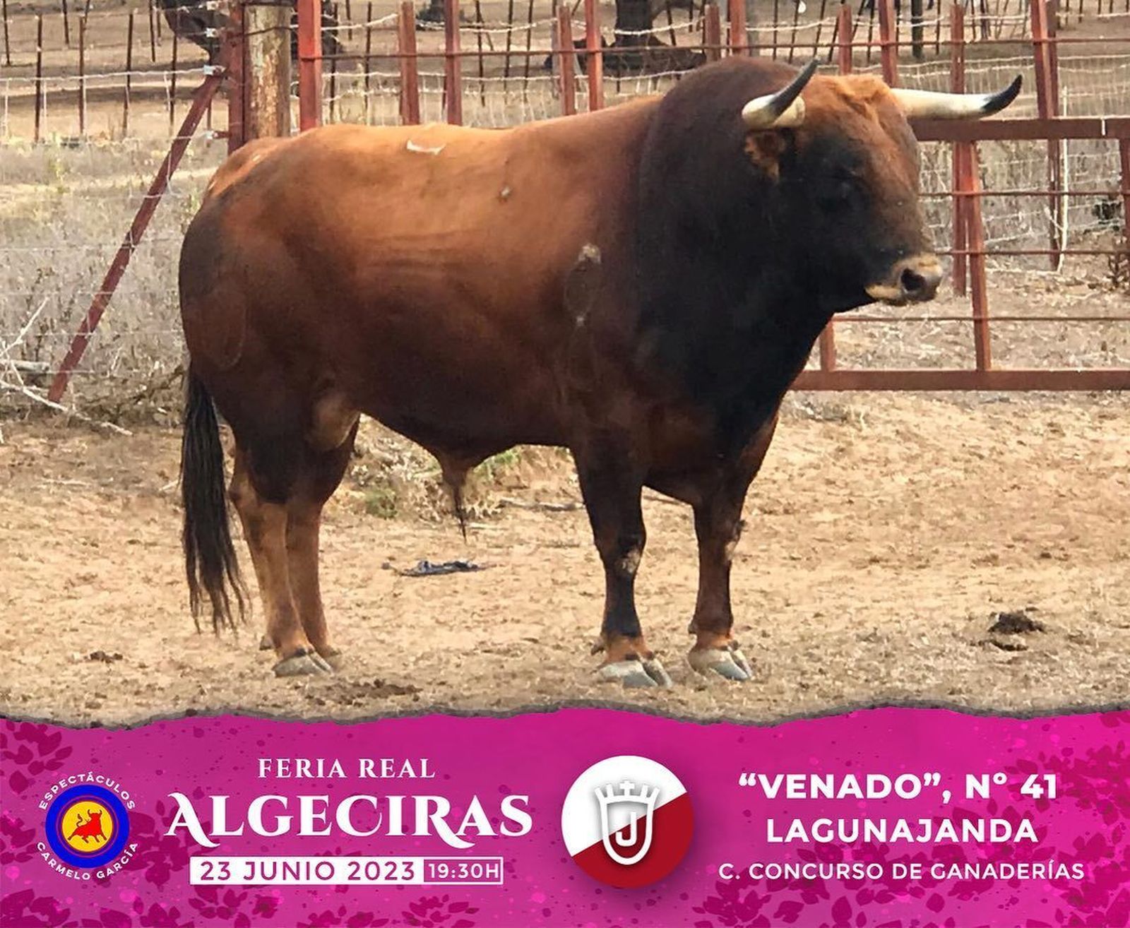 Los toros reseñados para la corrida concurso de la Feria de Algeciras 2023, en imágenes