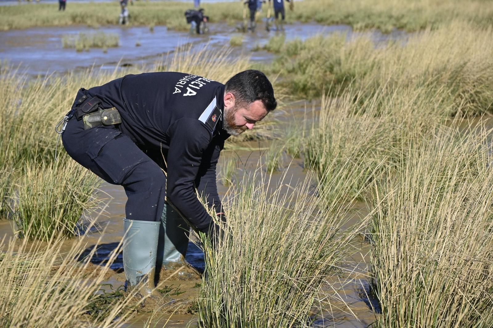 Plantación de la especie autóctona Espartina Marítima en imágenes