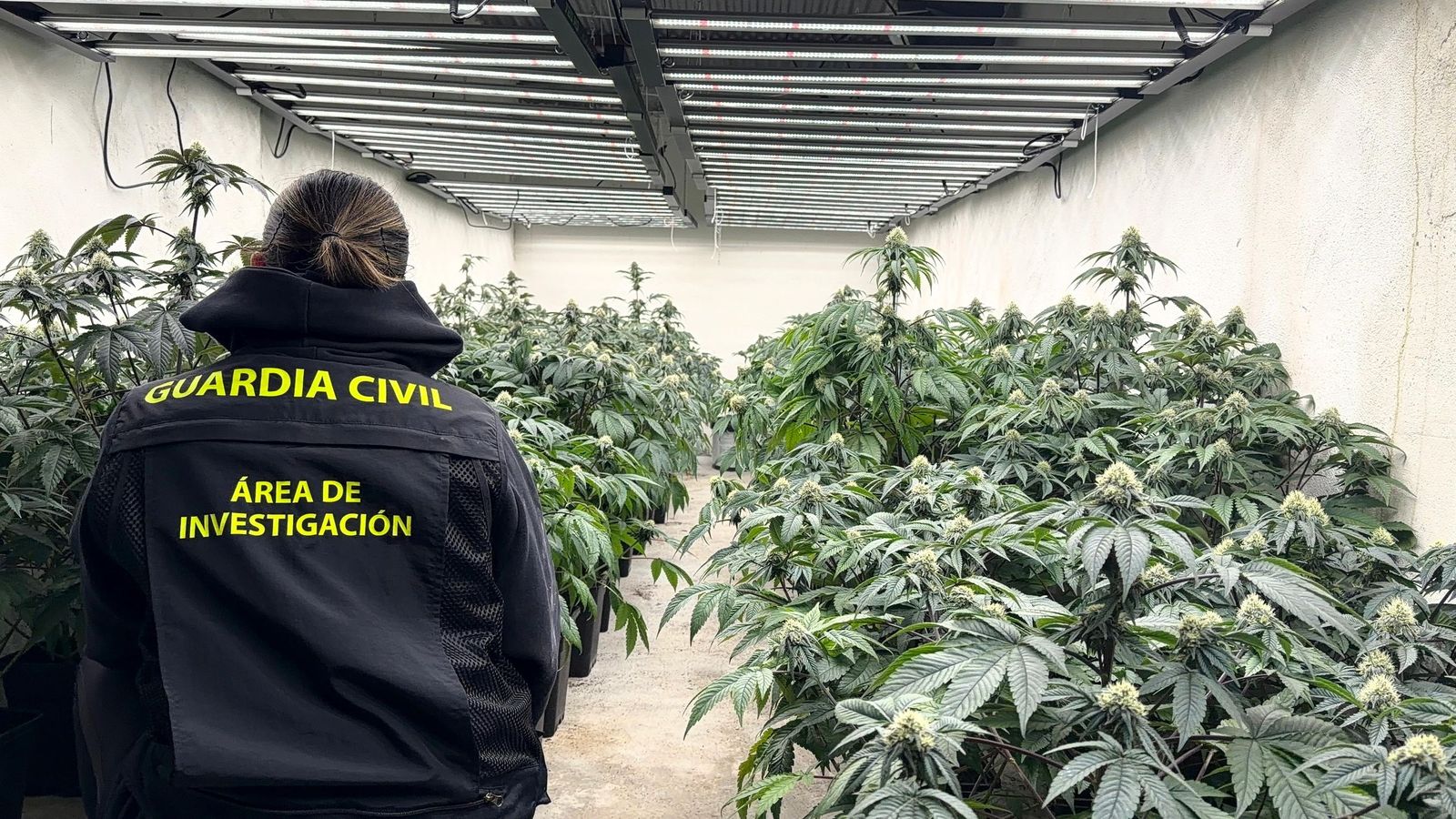 Imagen de una de las plantaciones incautadas por la Guardia Civil de Granada en diciembre de 2025