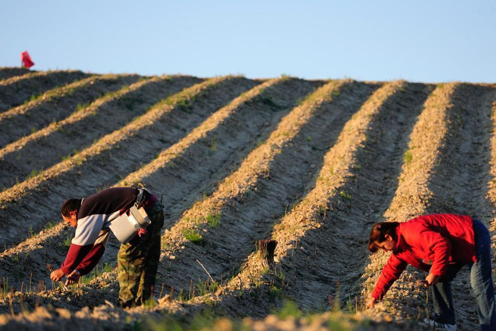 Agricultores recogiendo el espárrago verde.