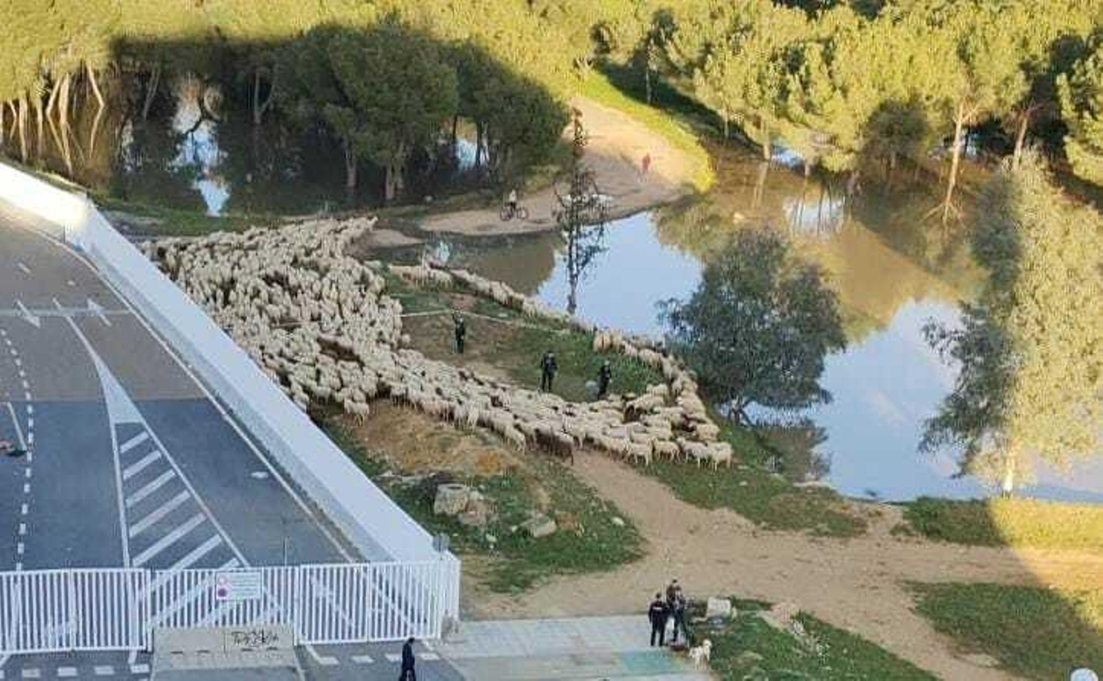La Policía protege la escena del crimen durante el paso del rebaño de ovejas.