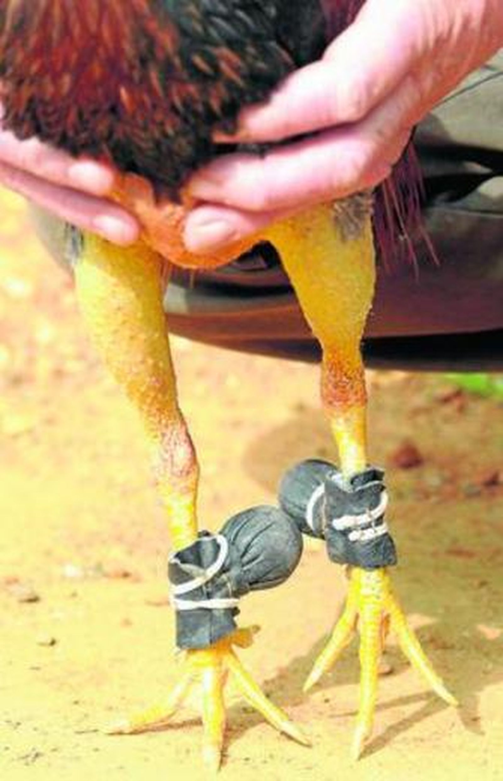 Bolillos o guantes cubren los espolones del gallo 'Juanillo', en Puerto Real.