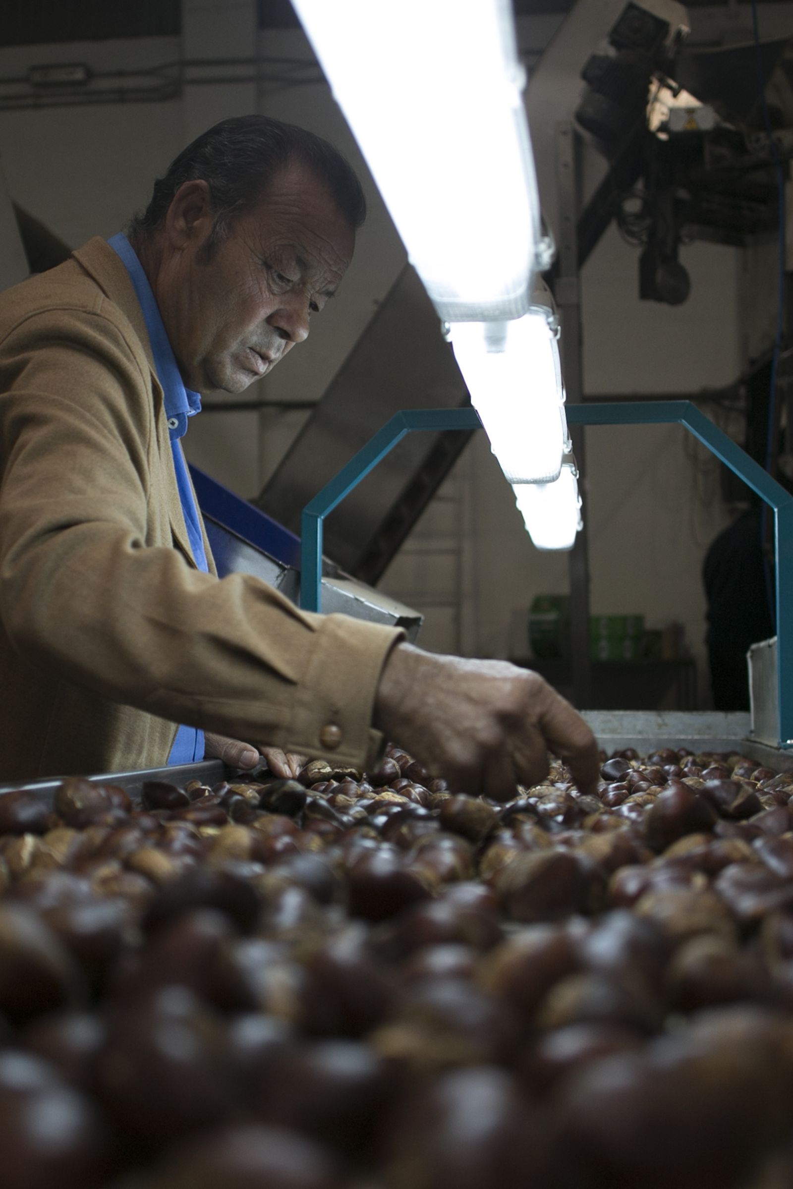 Temporada de castañas en el Valle del Genal