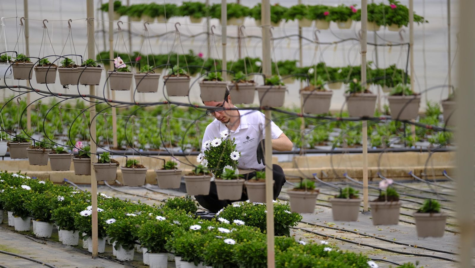 Invernaderos de flores y plantas en La Mojonera