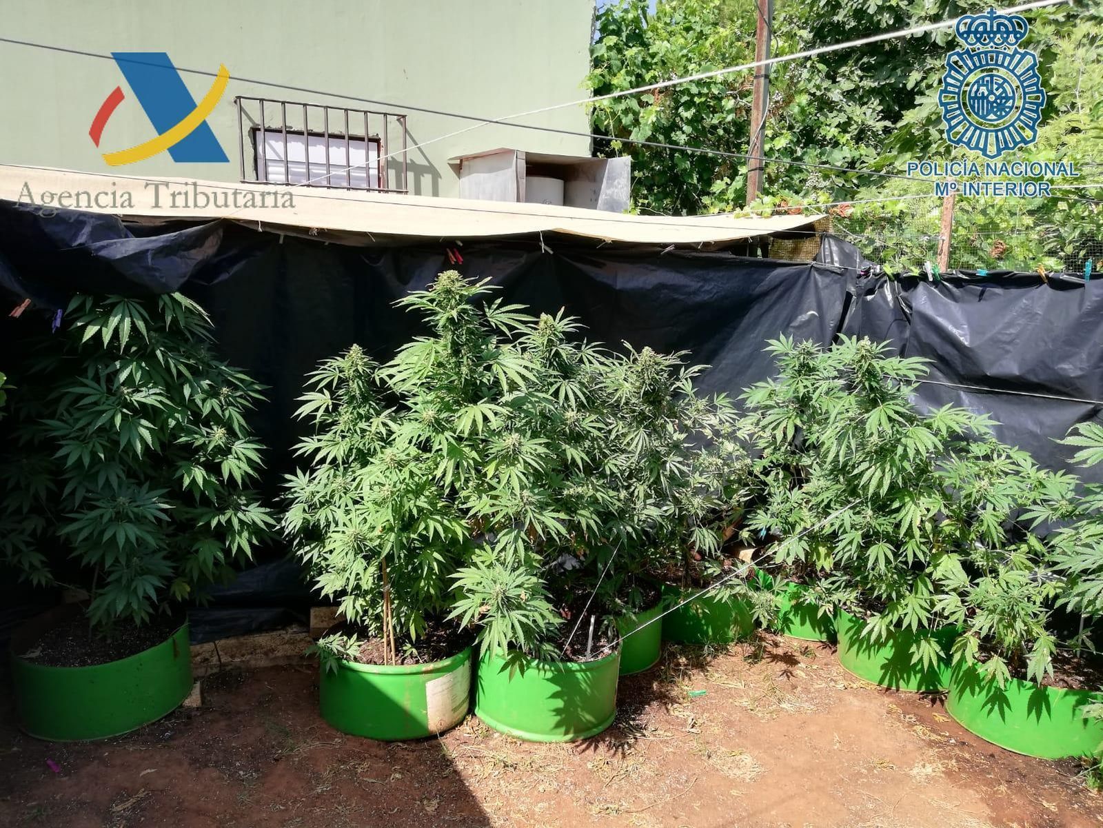 La plantes de marihuana era ocultadas en el exterior del chalé con un plástico negro.
