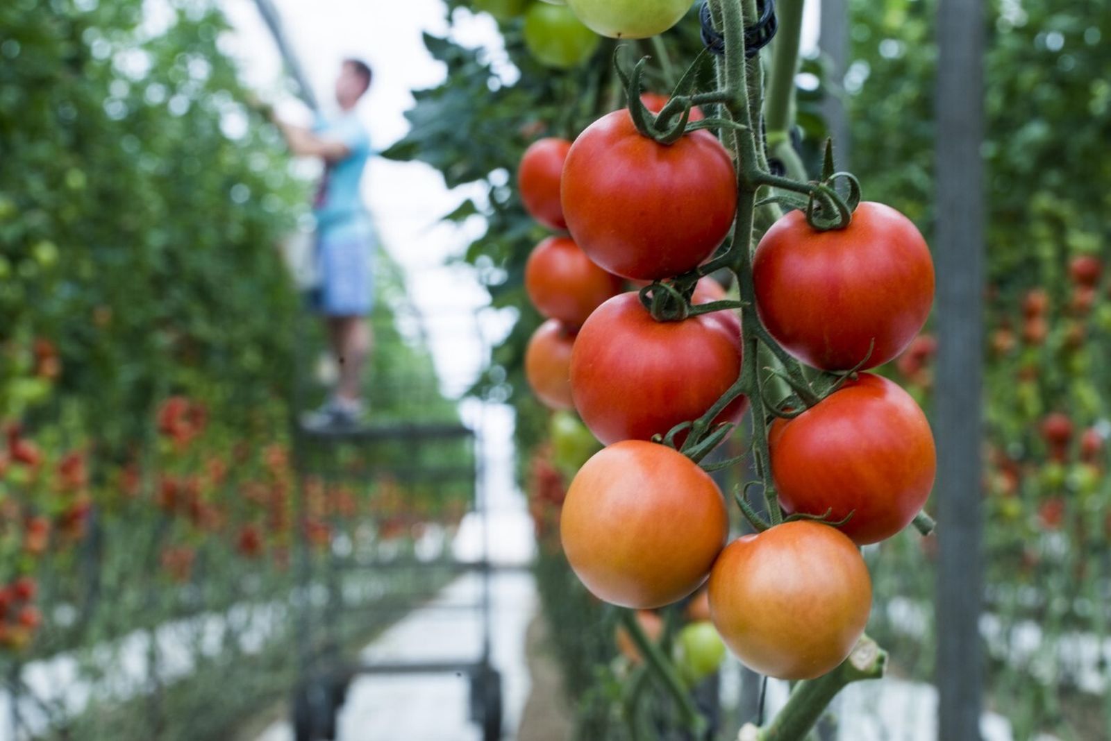 Interior de un invernadero de tomates.