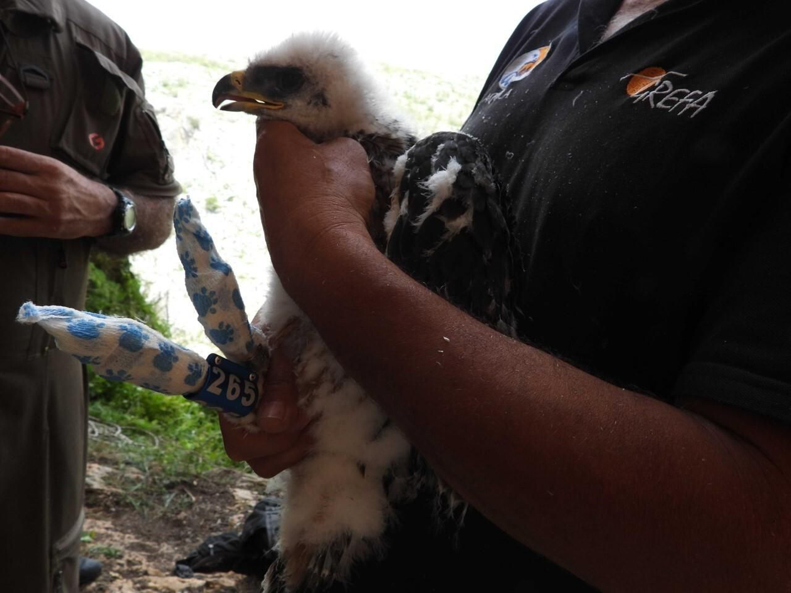 Encuentran al autor de la muerte del águila 'Nicasio' gracias al GPS que llevaba el animal