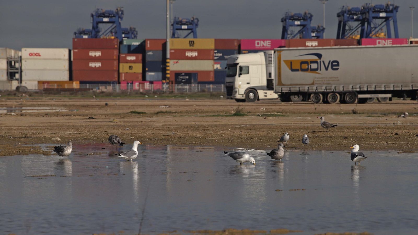 Varias gaviotas en los terrenos contiguos a TTI Algeciras.