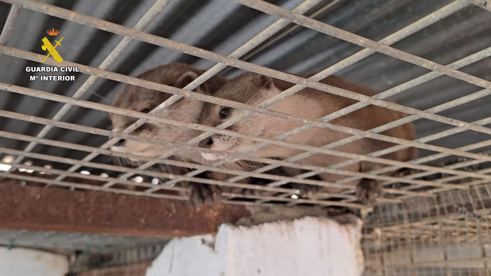 Algunos de los animales intervenidos en el zoo clandestino