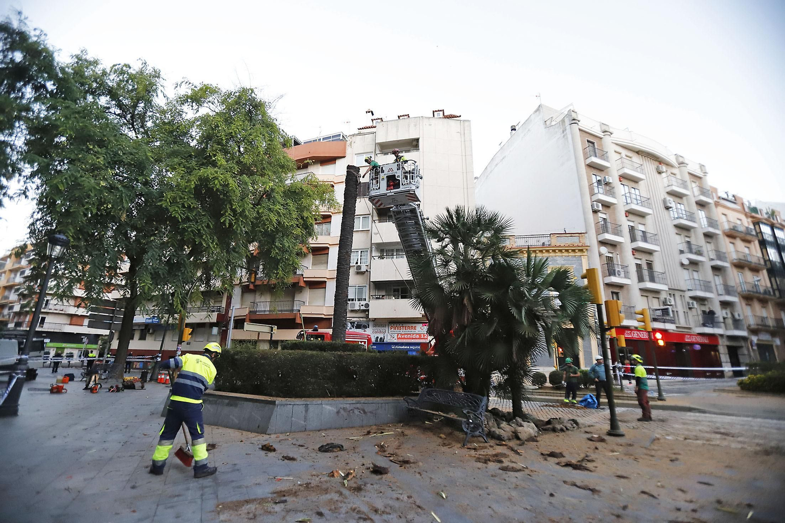 Imágenes de la tala de la emblemática Palmera de Huelva