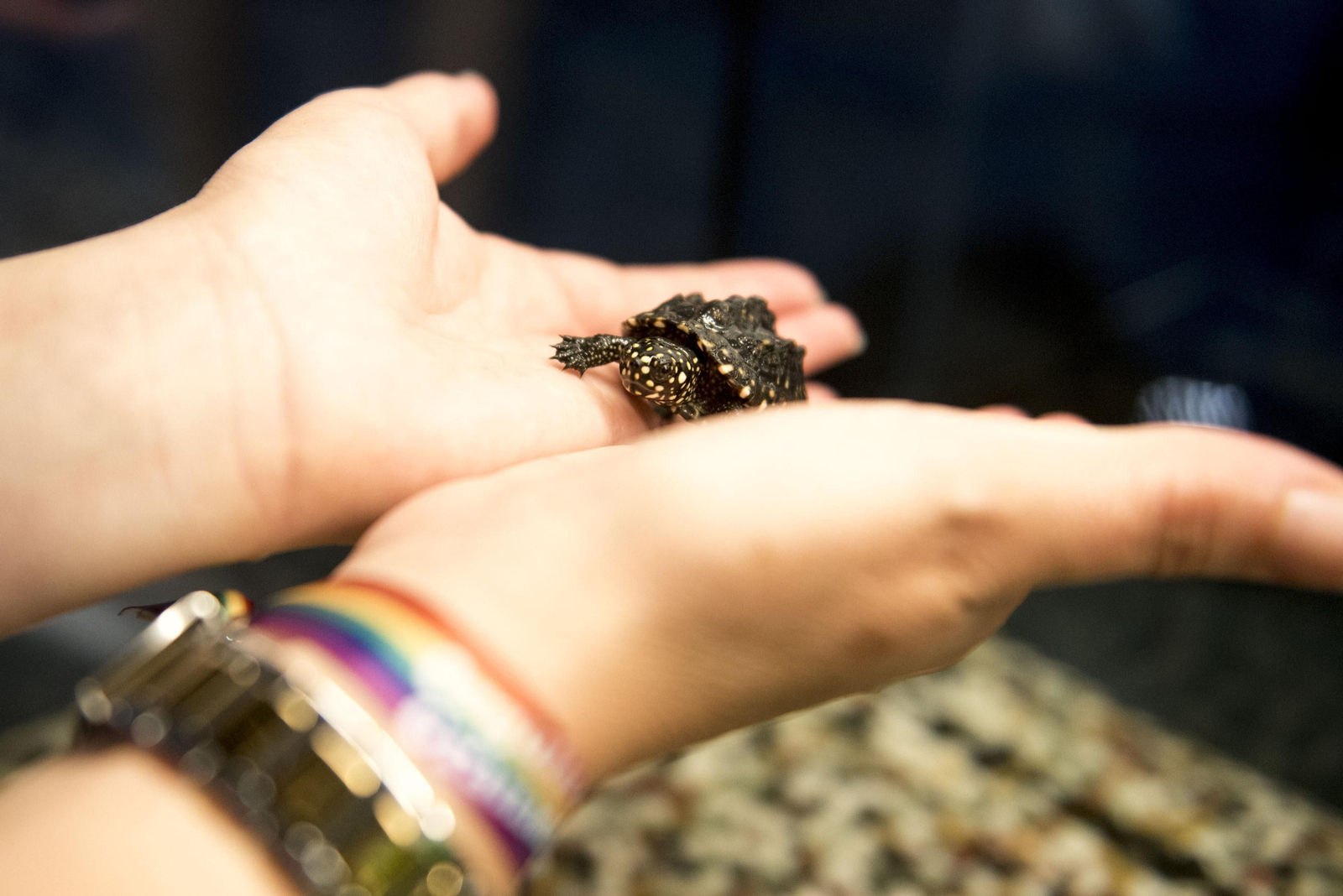 La delegada de la Junta en Granada, Sandra García, y el director del centro Enriqué Páramo observan la cría.