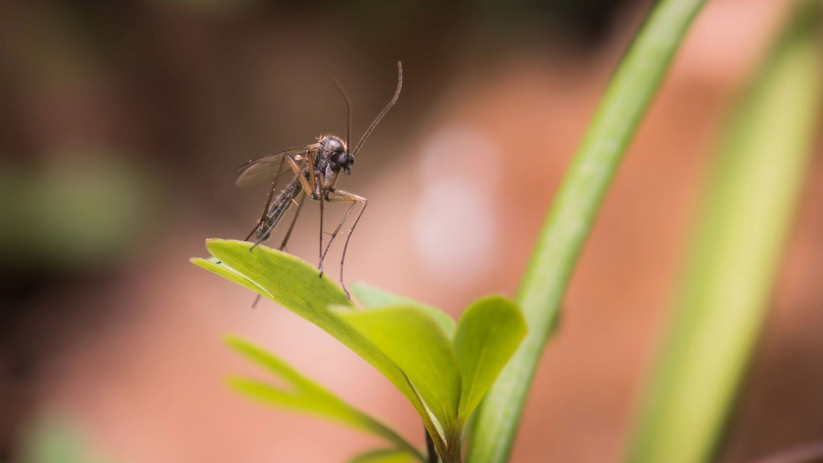 Mosquito transmisor del Virus del Nilo Occidental.