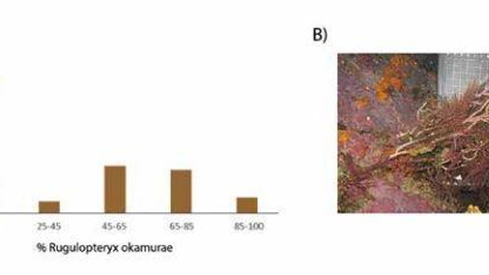 A) Porcentaje de colonias afectadas por el alga invasora Rugulopteryx okamurae. B) Colonia de Eunicella labiata  epifitada por R. okamurae.