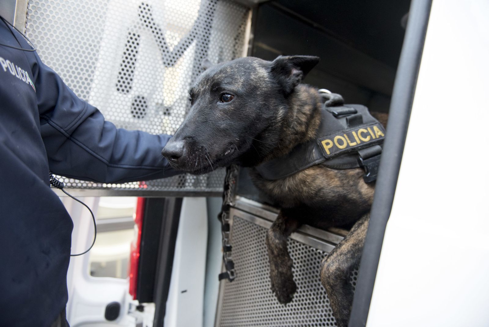 Las imágenes del Día sin coches