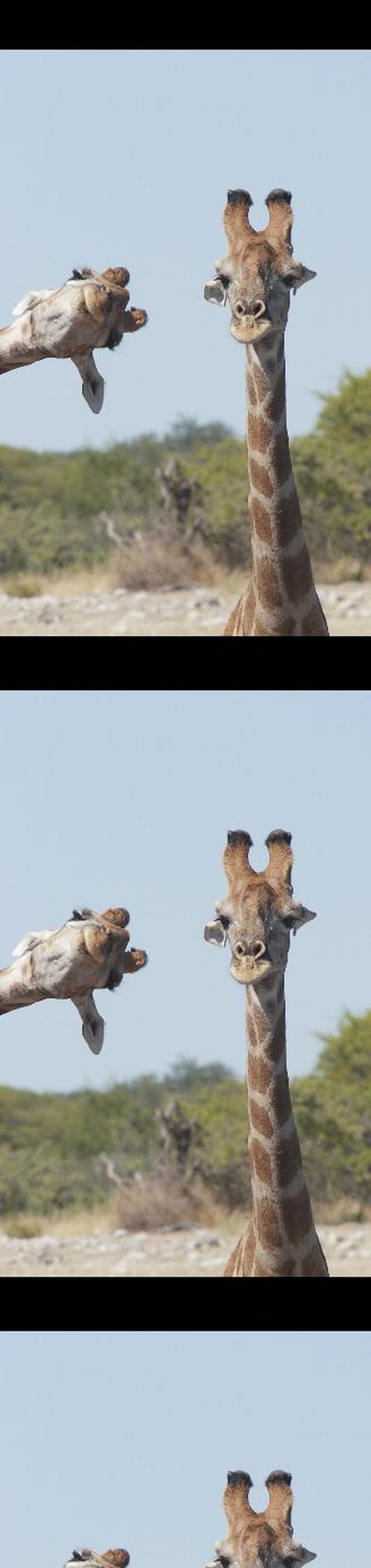 Finalistas 2020 Comedy Wildlife Photography Awards.