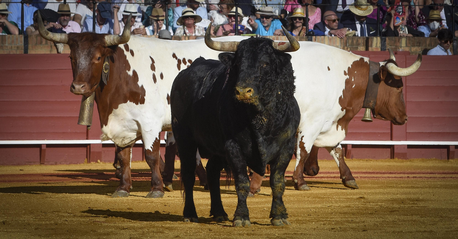 Las mejores imágenes del duodécimo festejo de toros