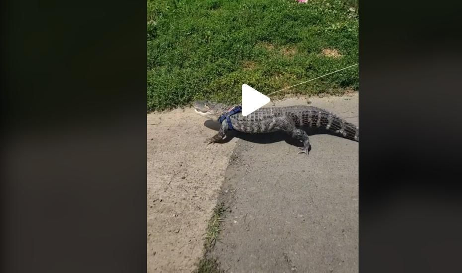 Una niña impresiona paseando por el parque a su enorme mascota: un caimán que incluso lleva correa