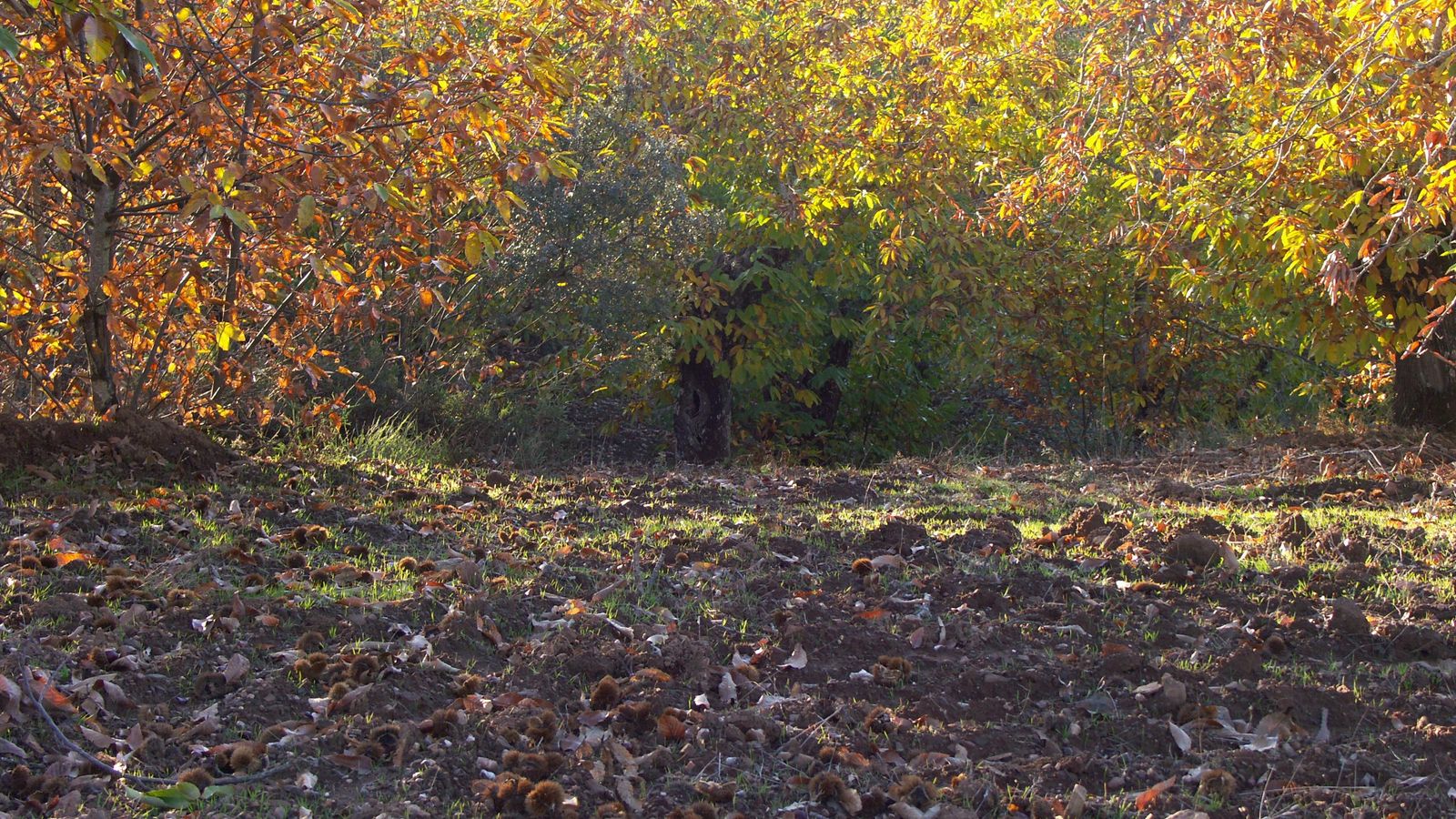 Castañas caídas en la localidad.