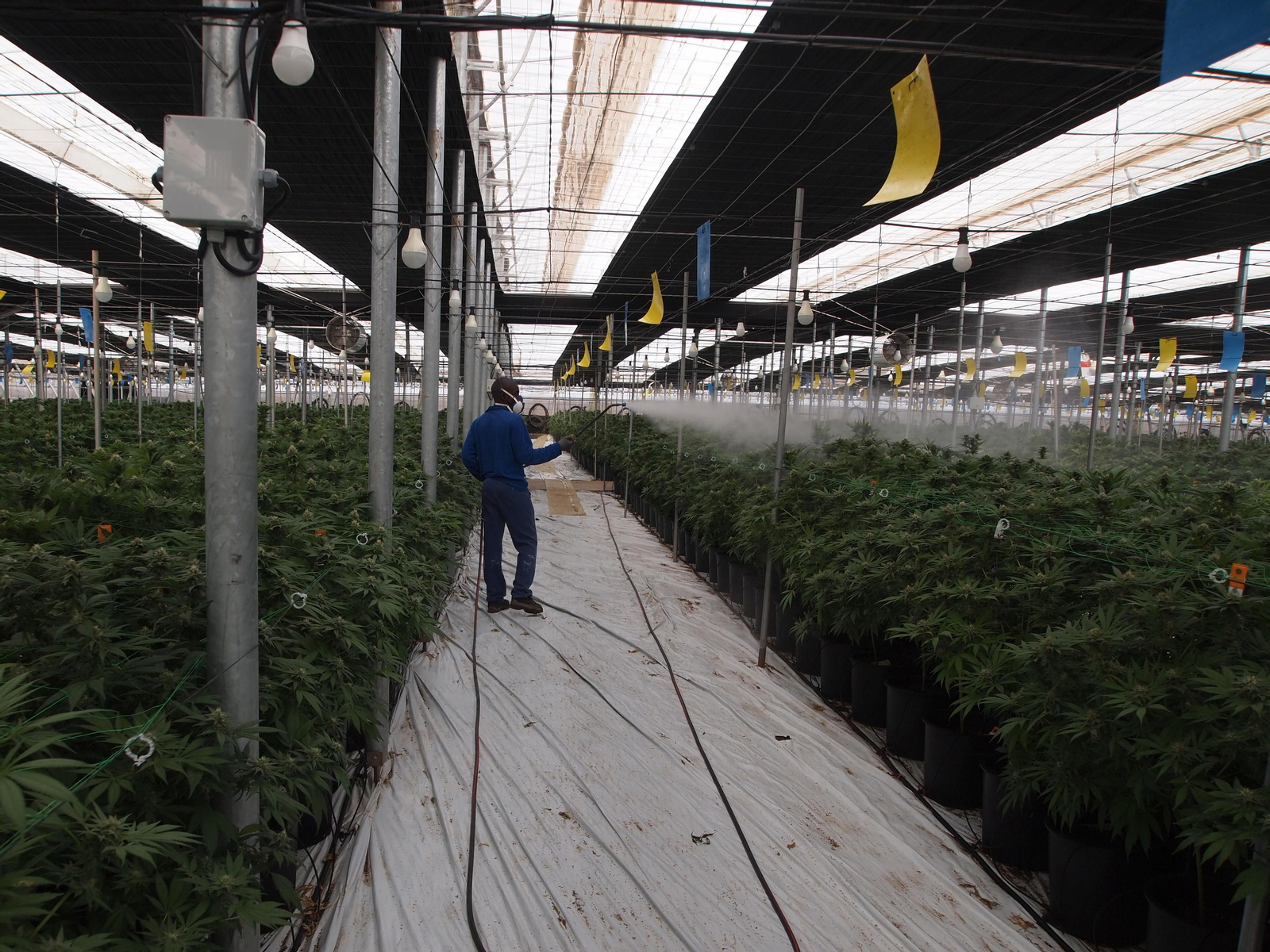 Viaje al interior de los invernaderos de última generación para el cultivo del cáñamo