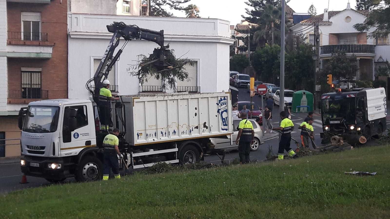 Un árbol se desploma en la rotonda de Juan Ramón Jiménez.