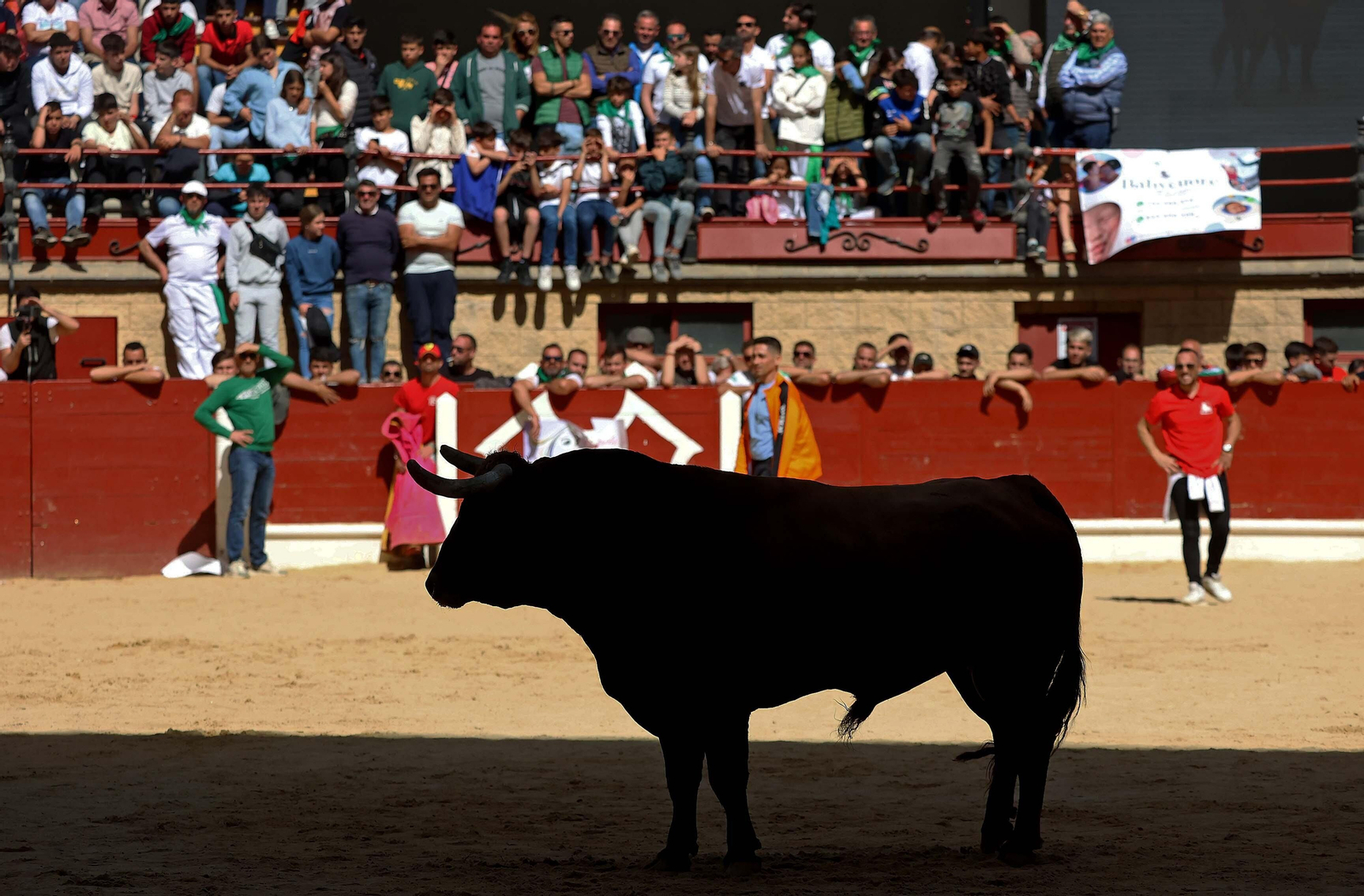 Las mejores fotos del Toro Embolao de Los Barrios 2024