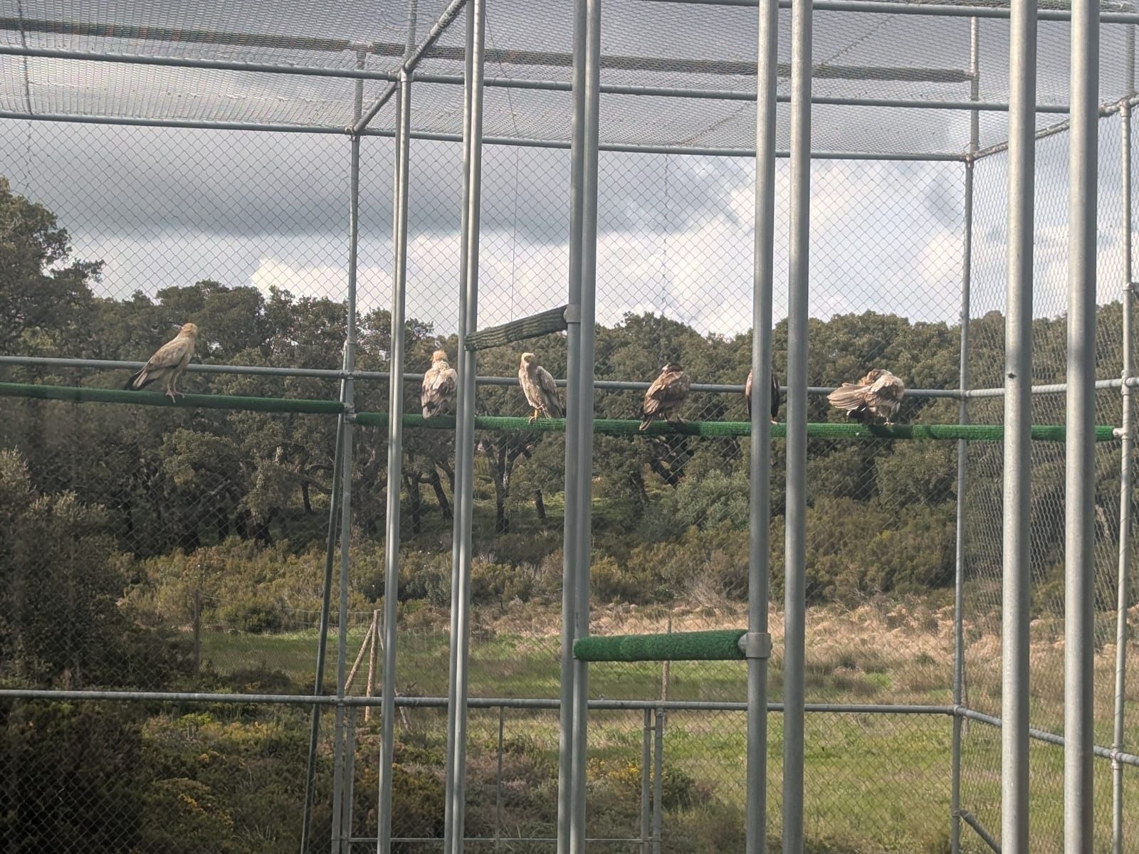 Imagen de los seis alimoche, tres nacidos en Jerez y soltados en el Parque Natural de Los Alcornocales