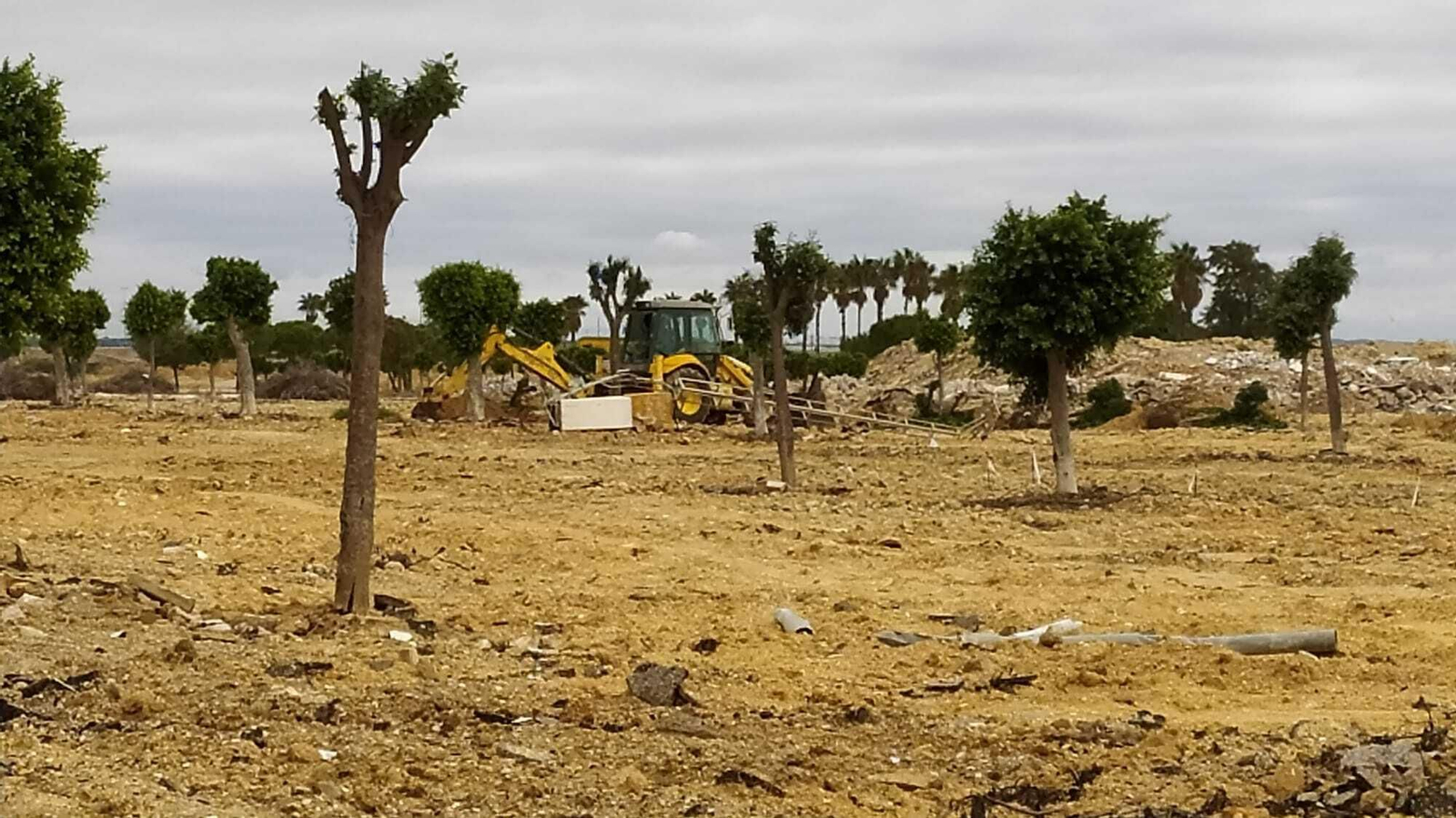 Trabajos para la retirada del arbolado de La Magdalena.