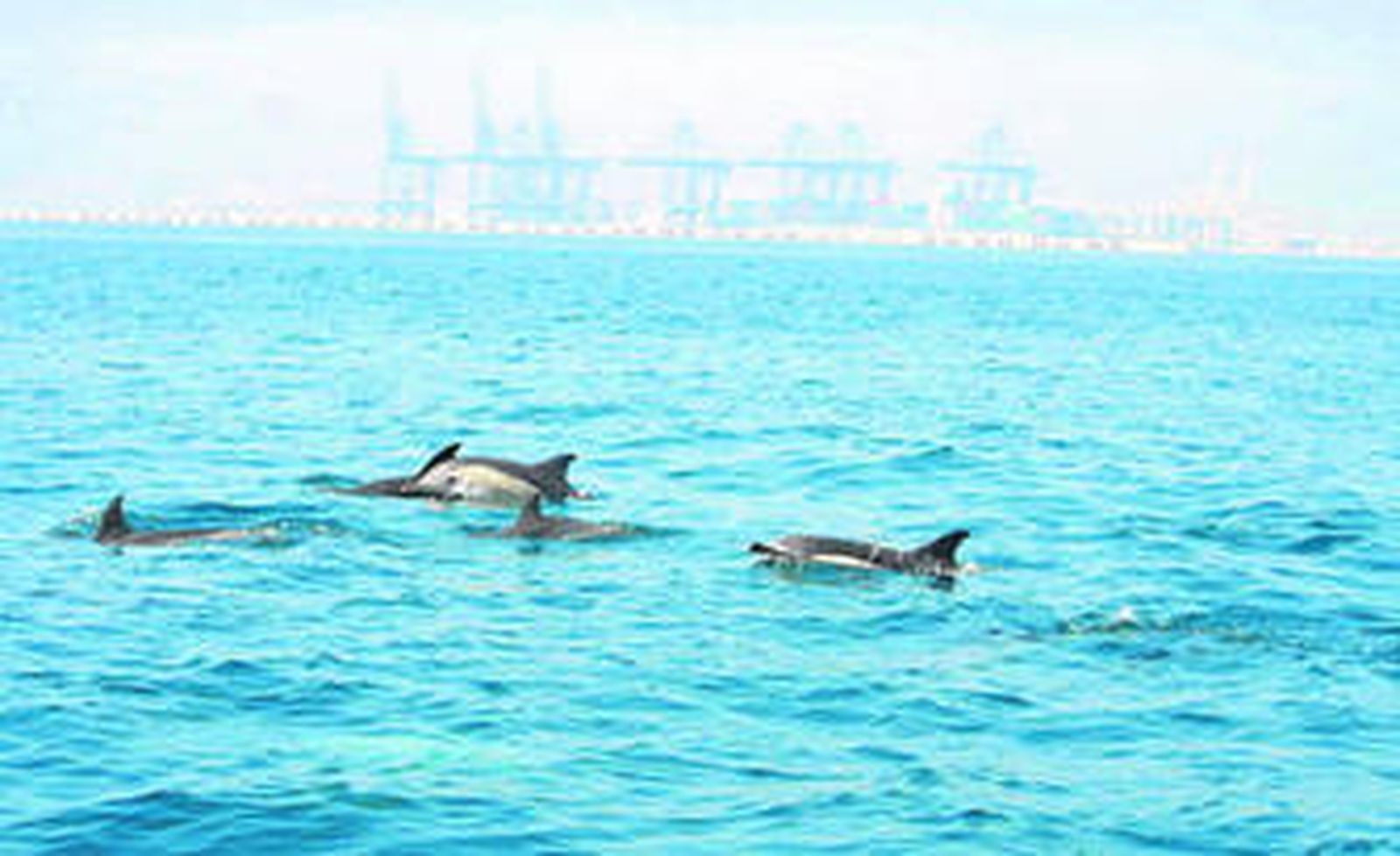Delfines, en la Bahía de Algeciras, con las grúas de la terminal de Hanjin Shipping al fondo.