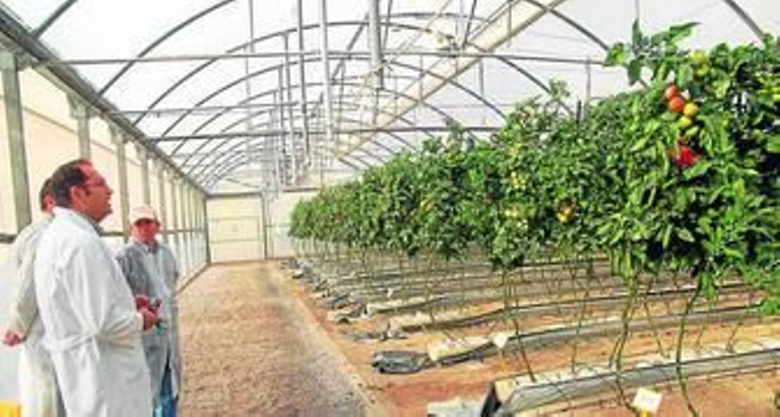 Novedades Agrícolas ha construido un invernadero en Turquía de 20.000 metros cuadrados.